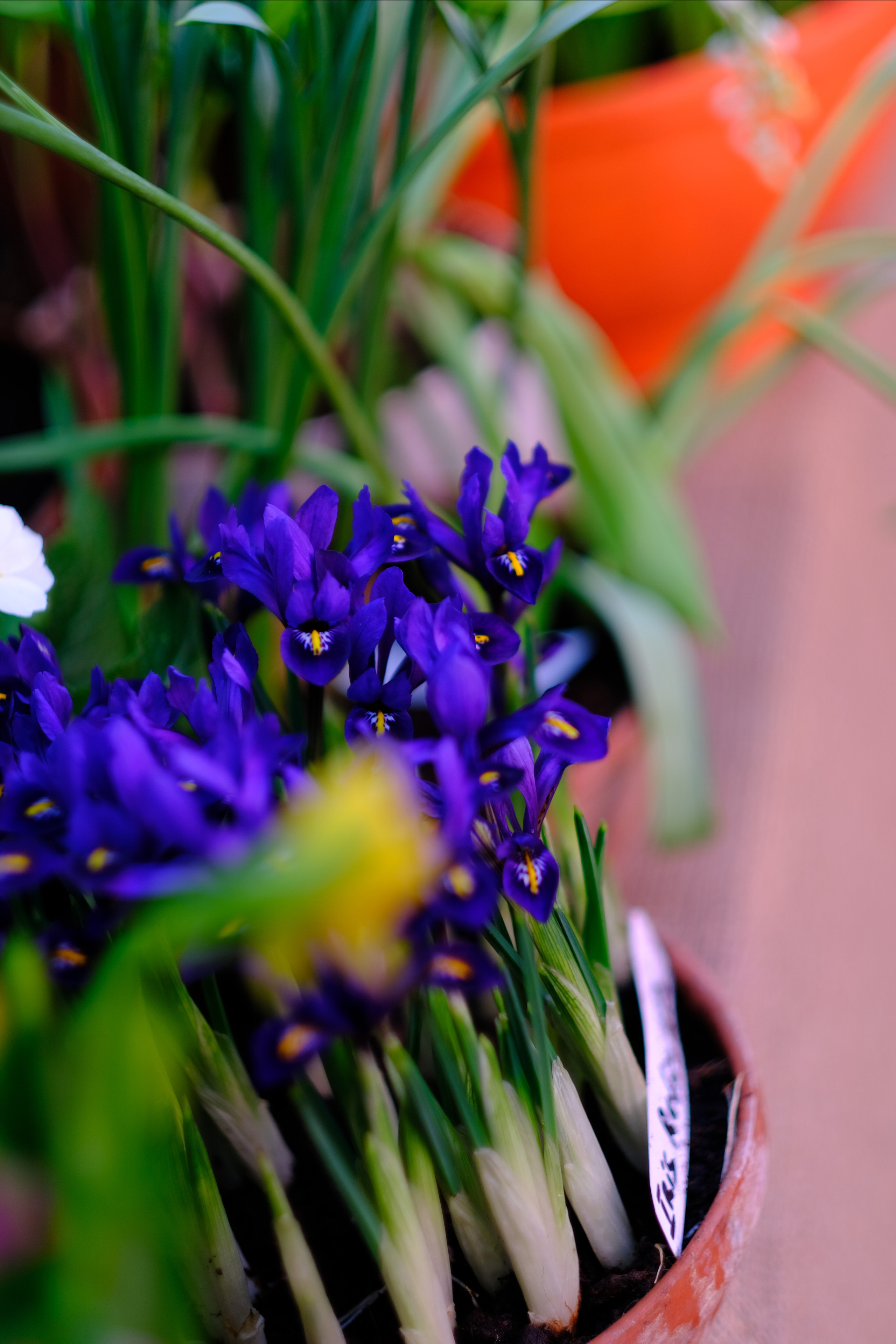 Репетиция весны. Аптекарский огород. Фотограф в Москве Ирина Иванова