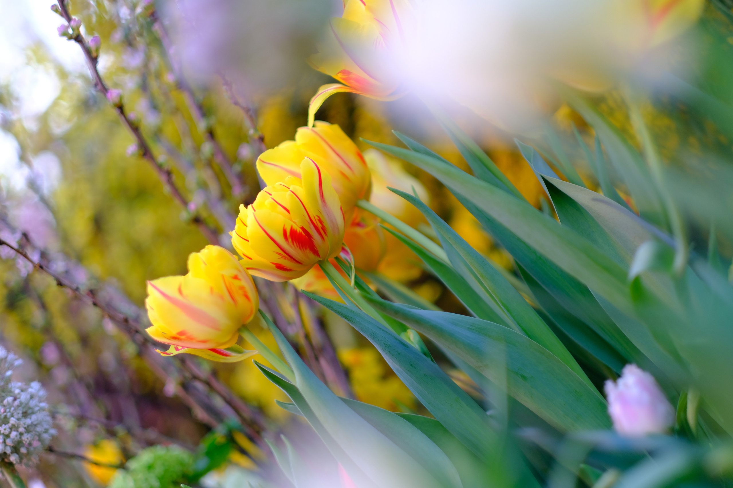 Репетиция весны. Аптекарский огород. Фотограф в Москве Ирина Иванова