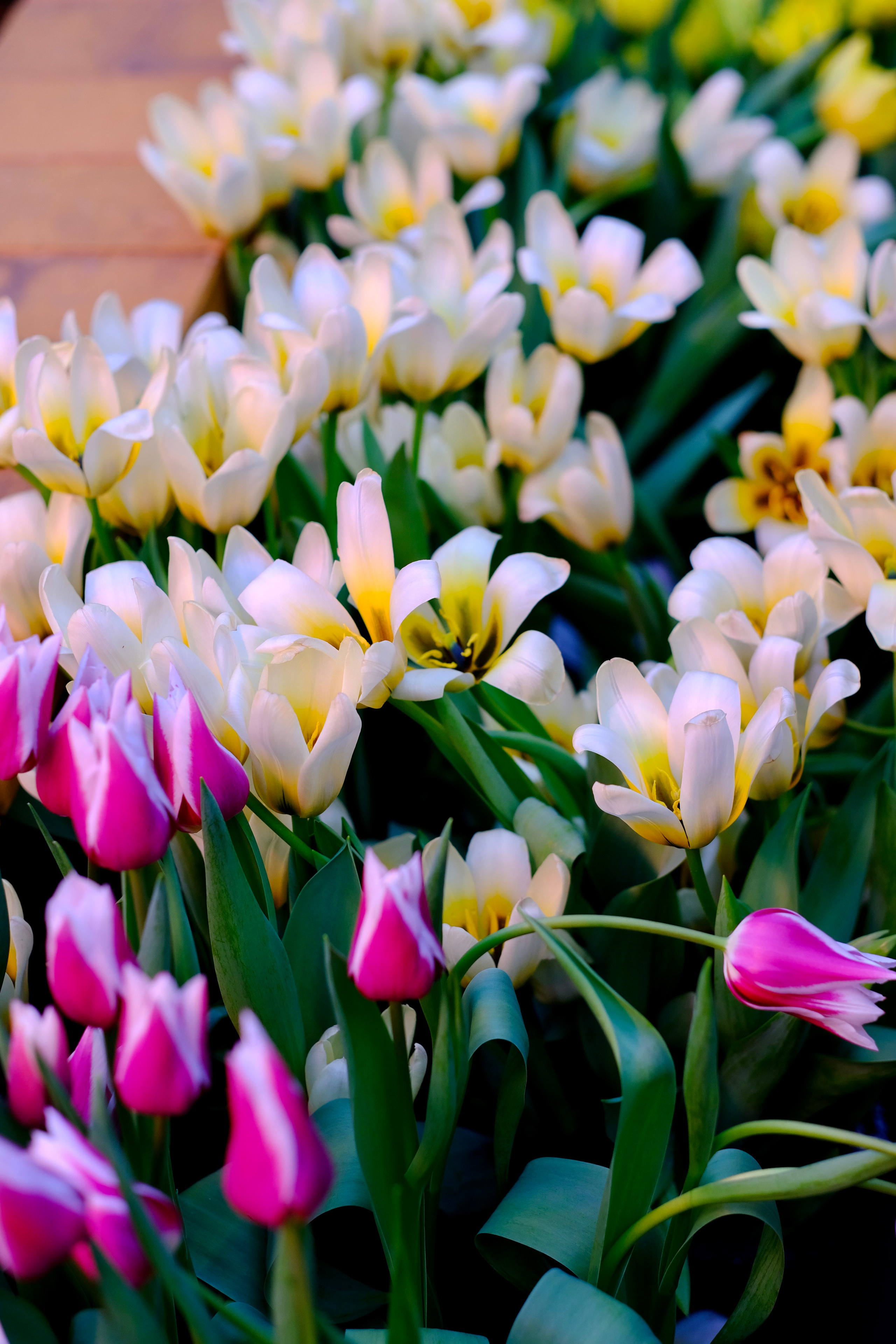Репетиция весны. Аптекарский огород. Фотограф в Москве Ирина Иванова