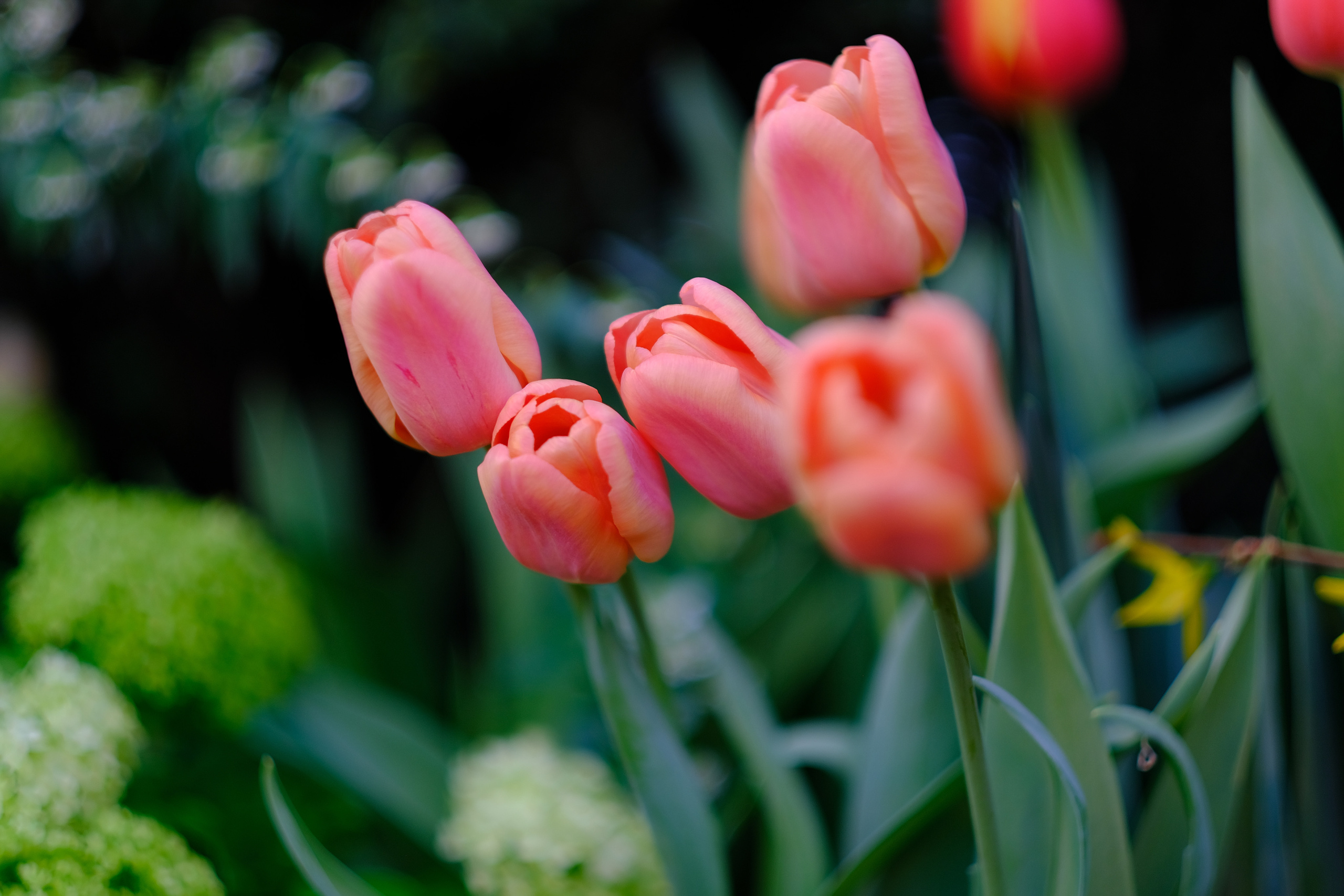 Репетиция весны. Аптекарский огород. Фотограф в Москве Ирина Иванова