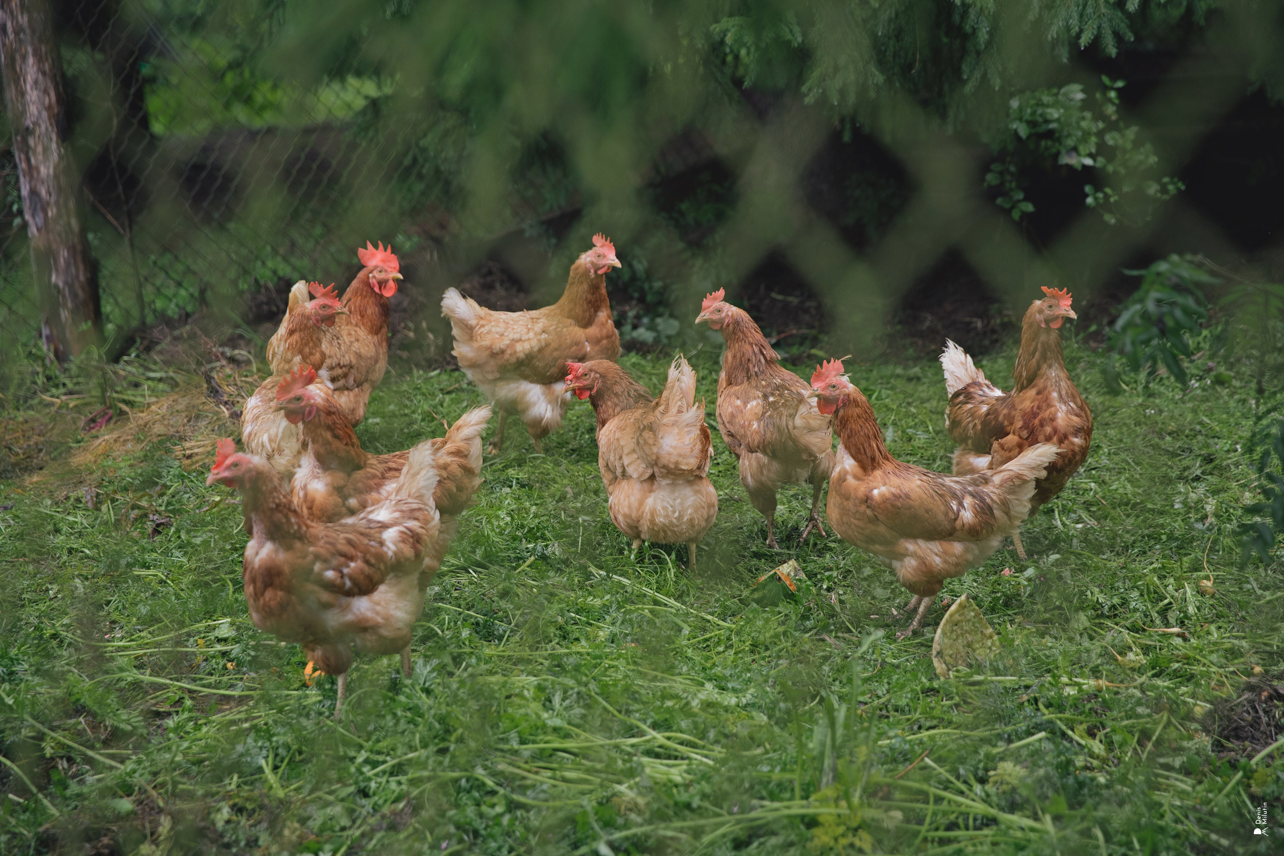 Женский Митрофаниевский скит Важеозерского мужского монастыря. Портретный фотограф Денис Милютин