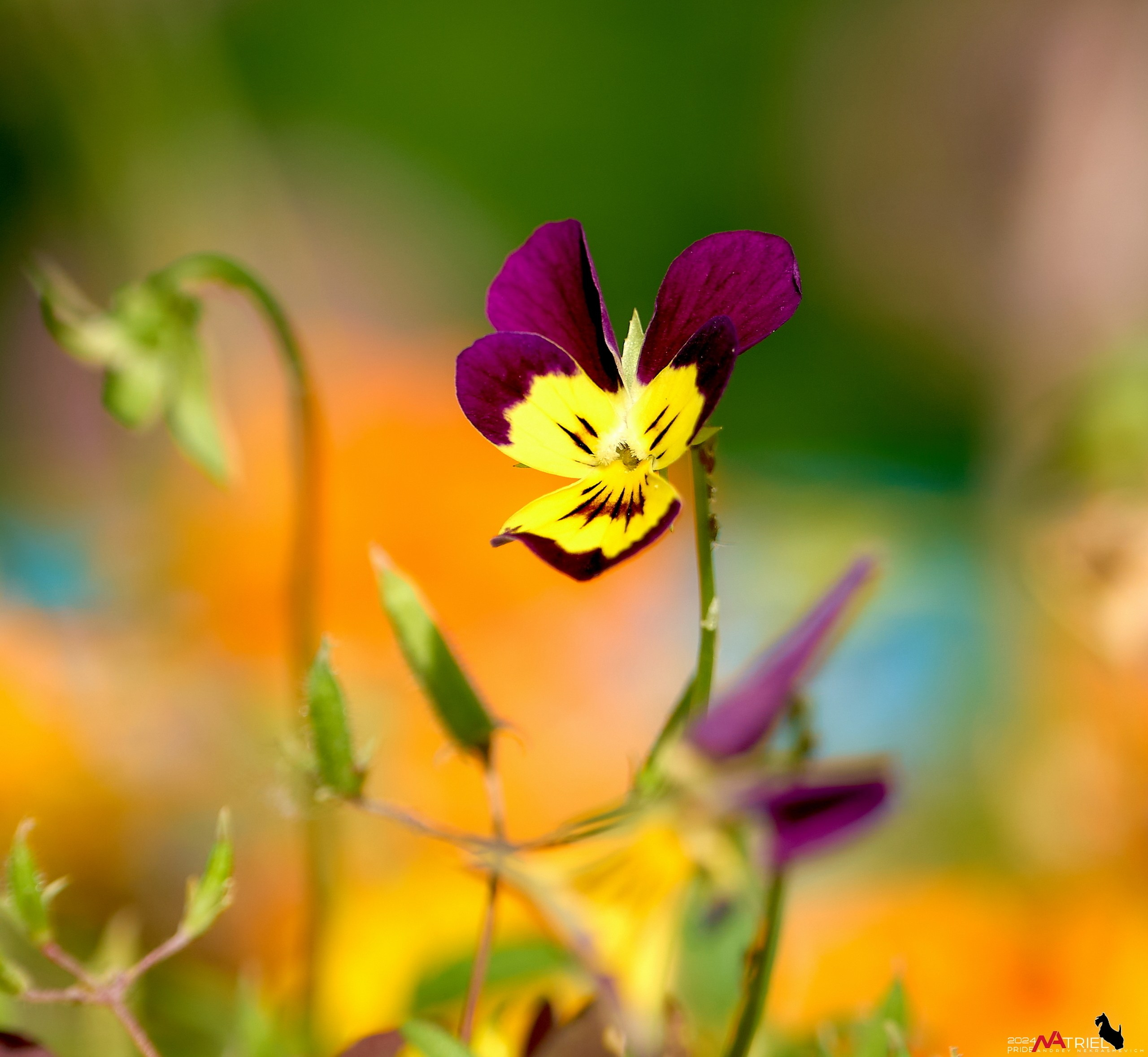 Лютики-цветочки — галерея NATRIEL