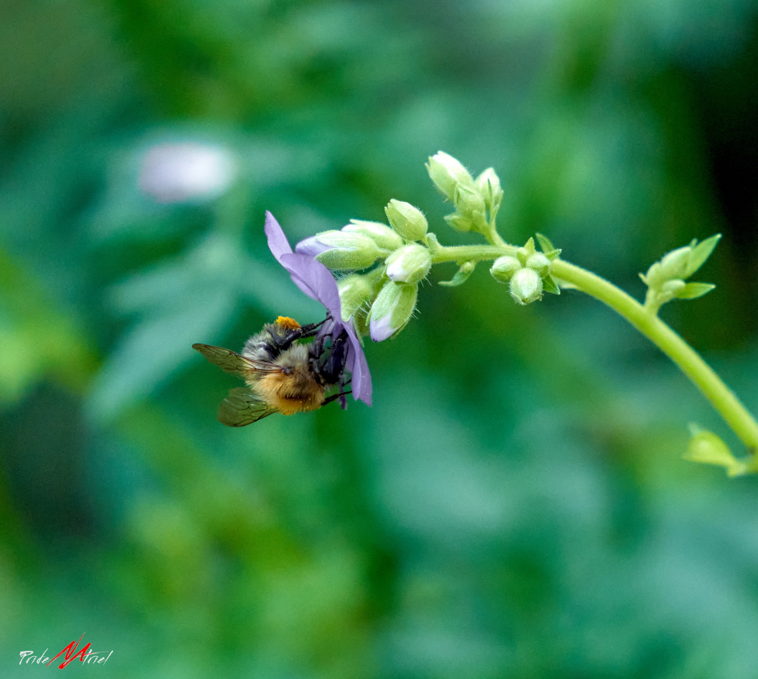 Макро-фото — галерея NATRIEL