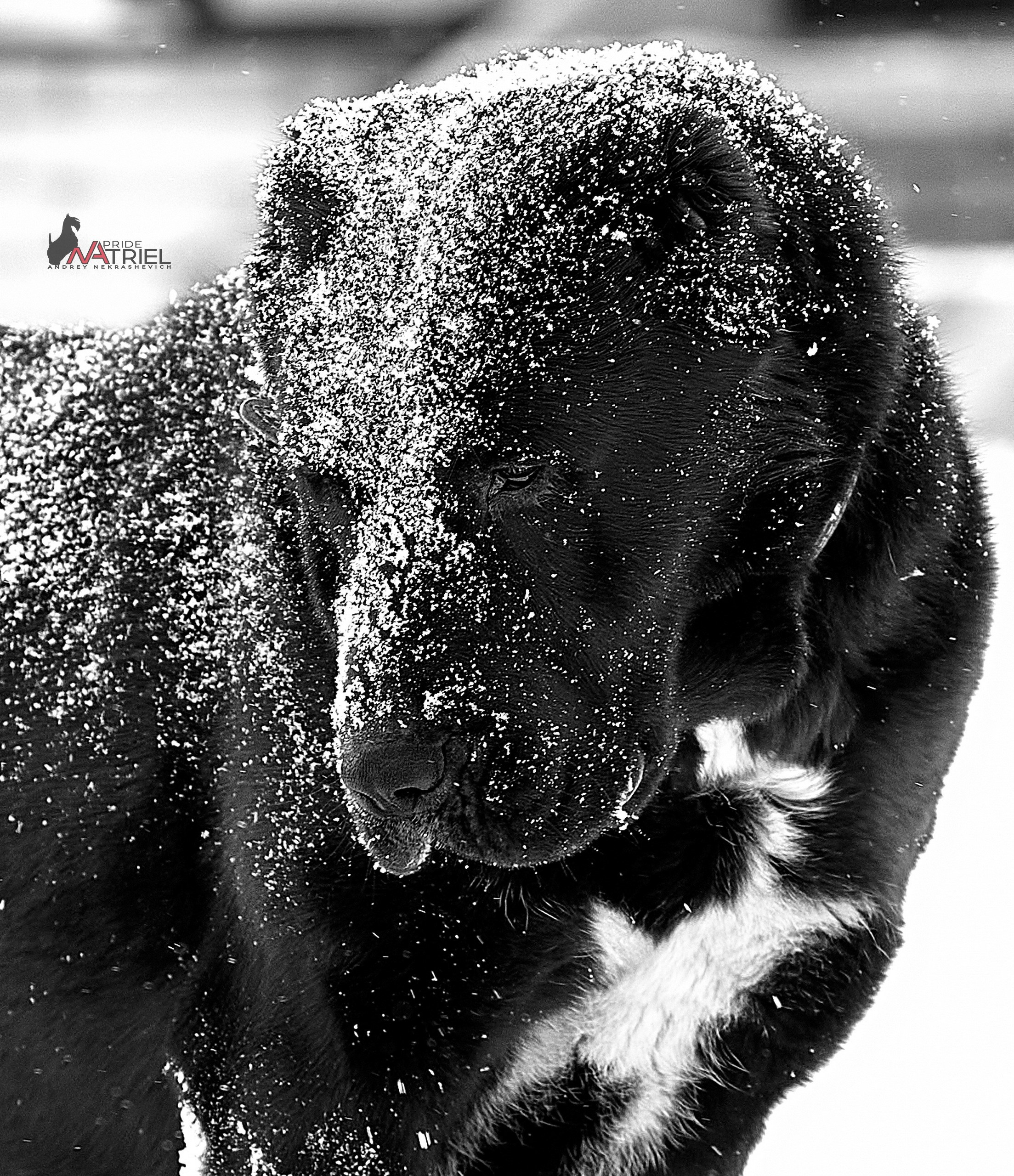 Портреты собак — галерея NATRIEL