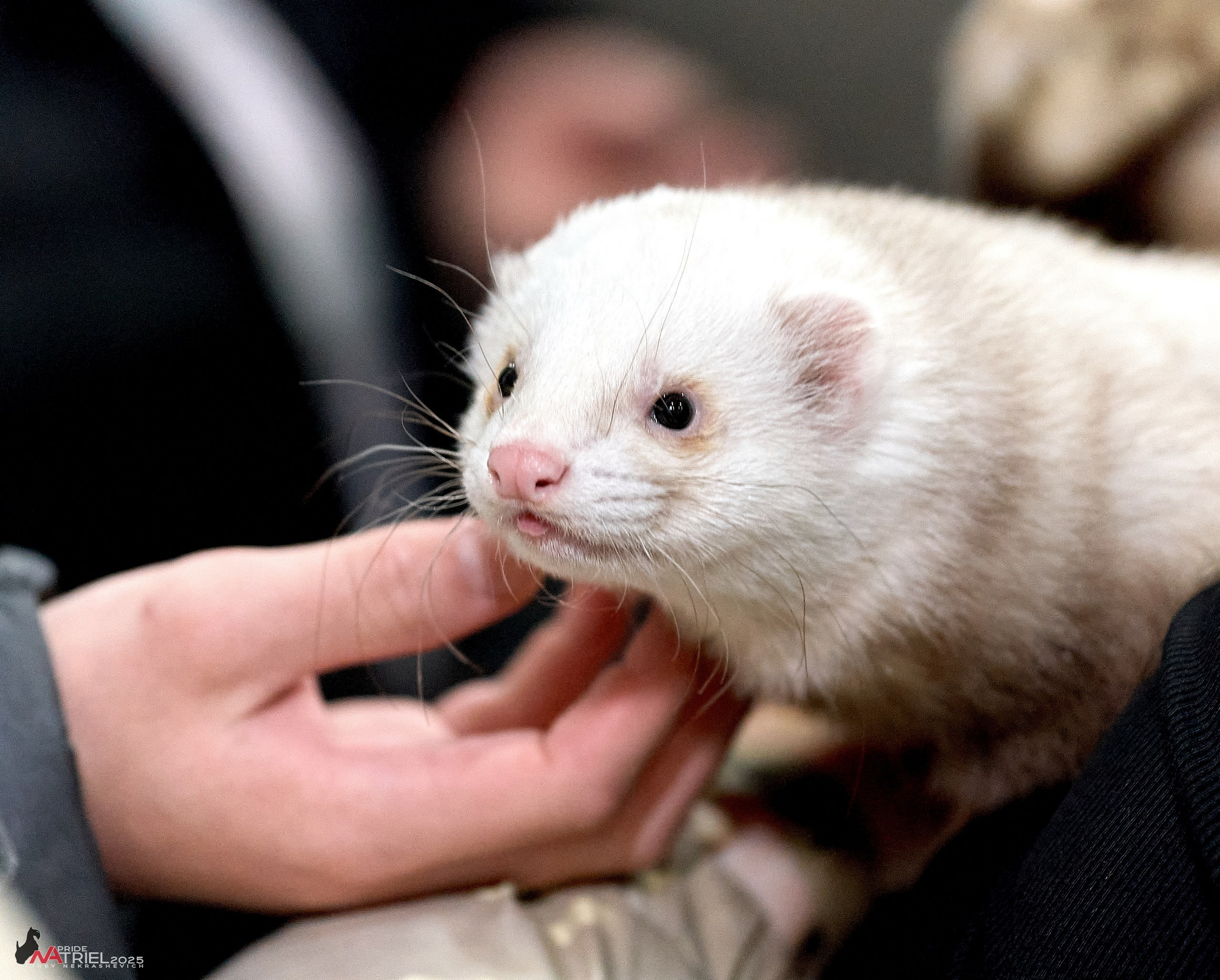 Репортаж с ЗООФЕСТ в Крокусе