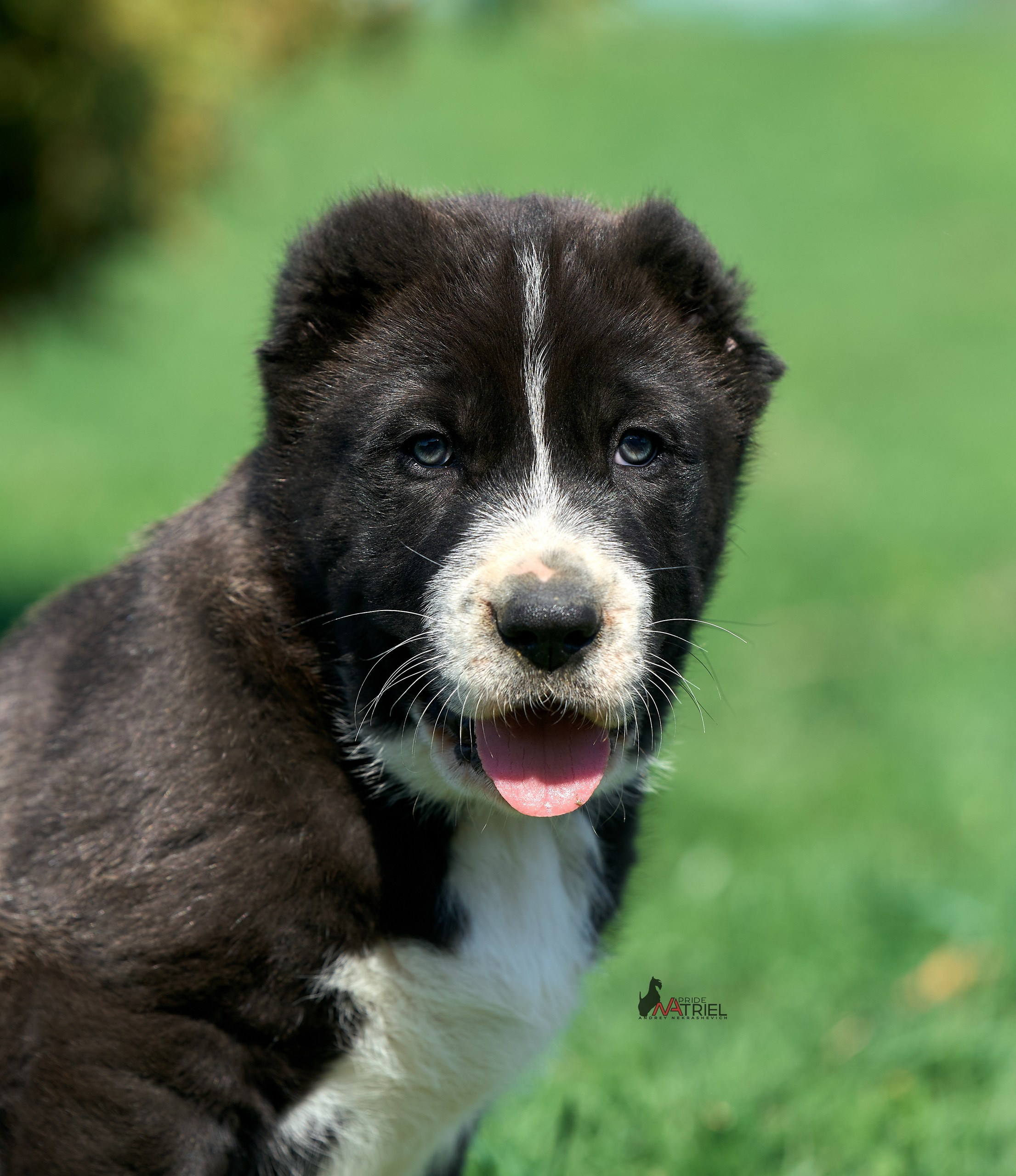 Среднеазиаты — щенки и взрослые