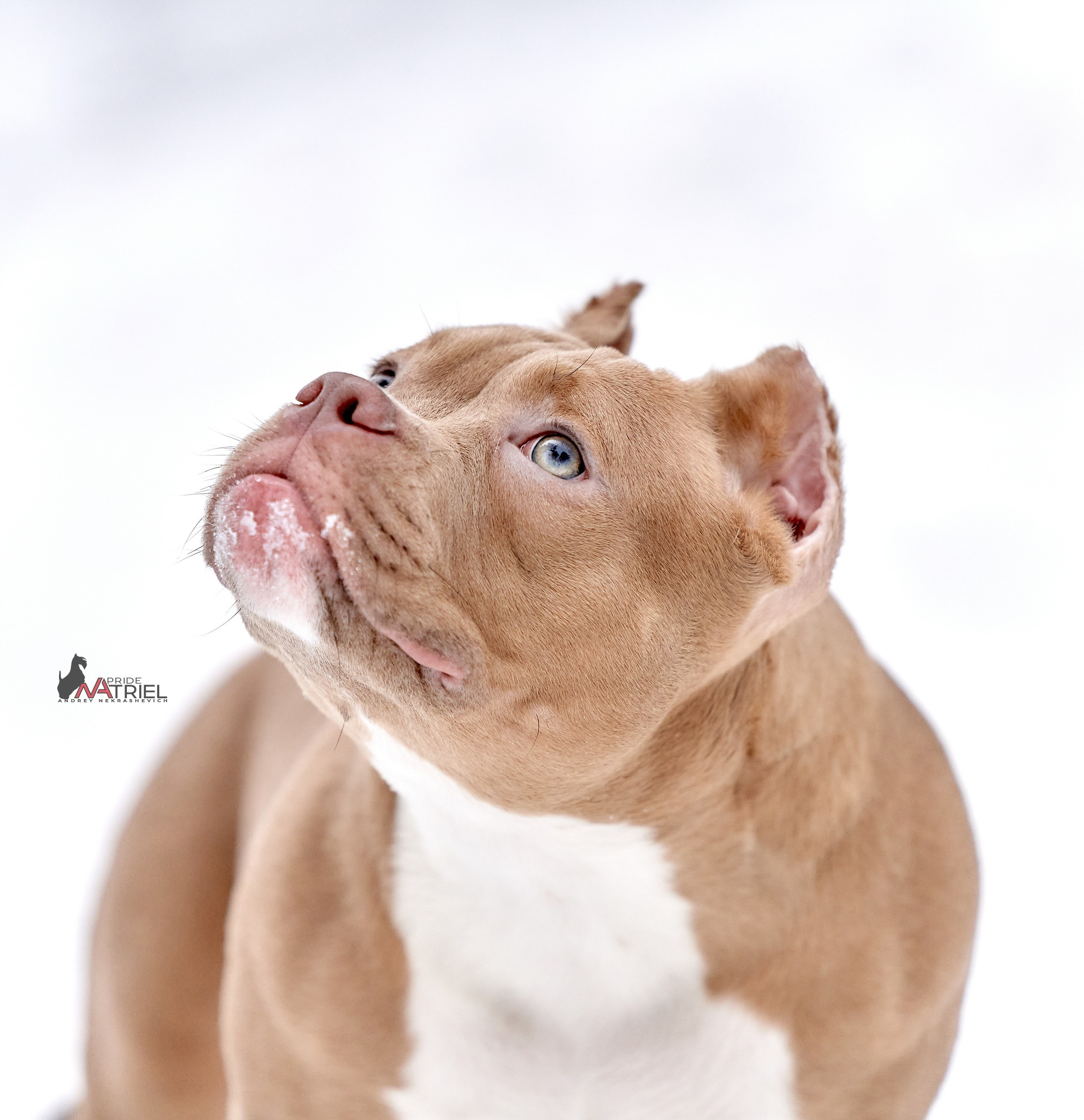 Щенки на прогулке — галерея NATRIEL