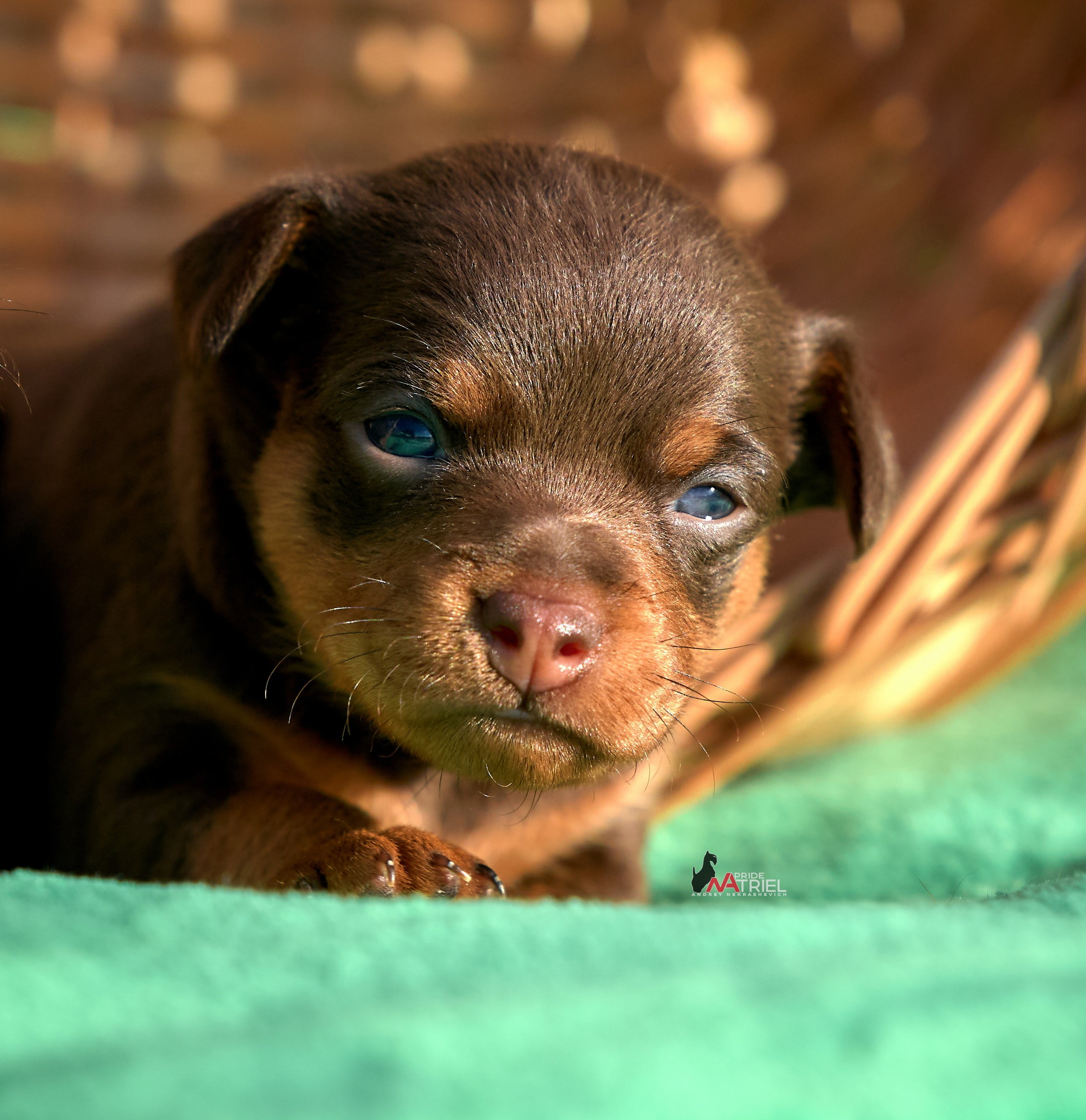 Щенки дома — галерея NATRIEL