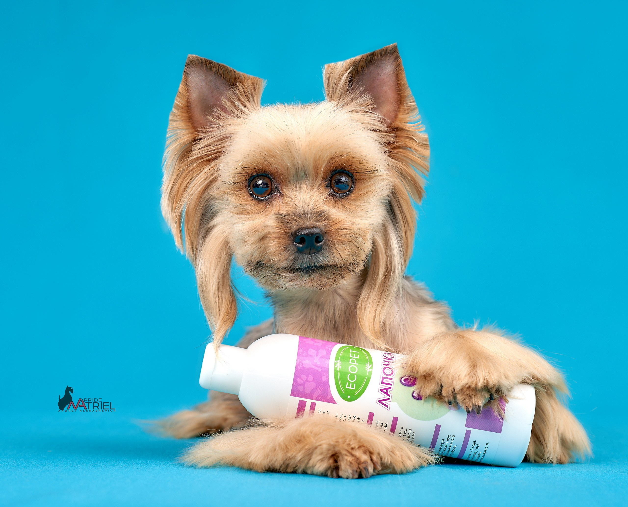 Реклама с животными — галерея NATRIEL