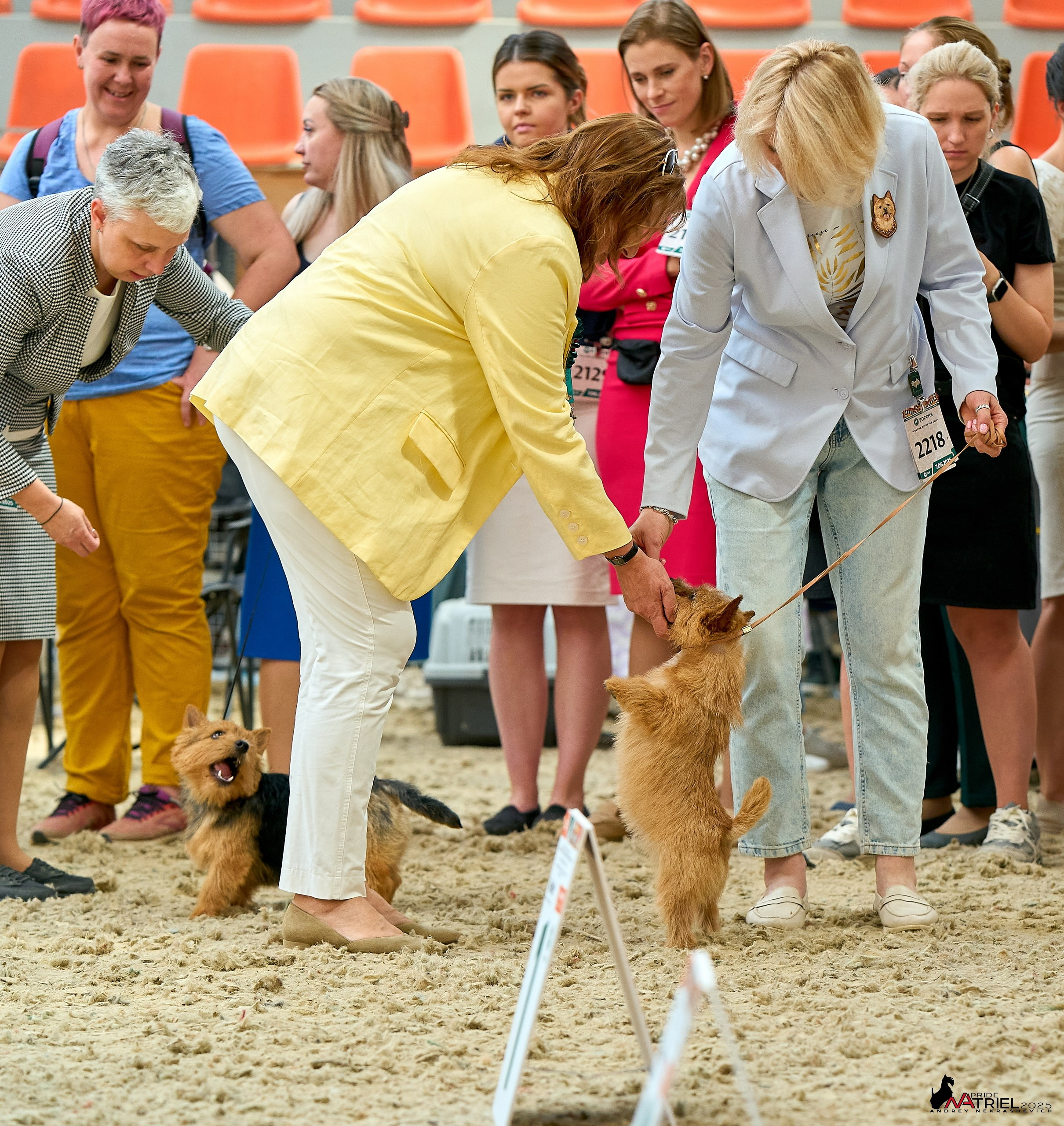 Выставка собак РОССИЯ — 2025