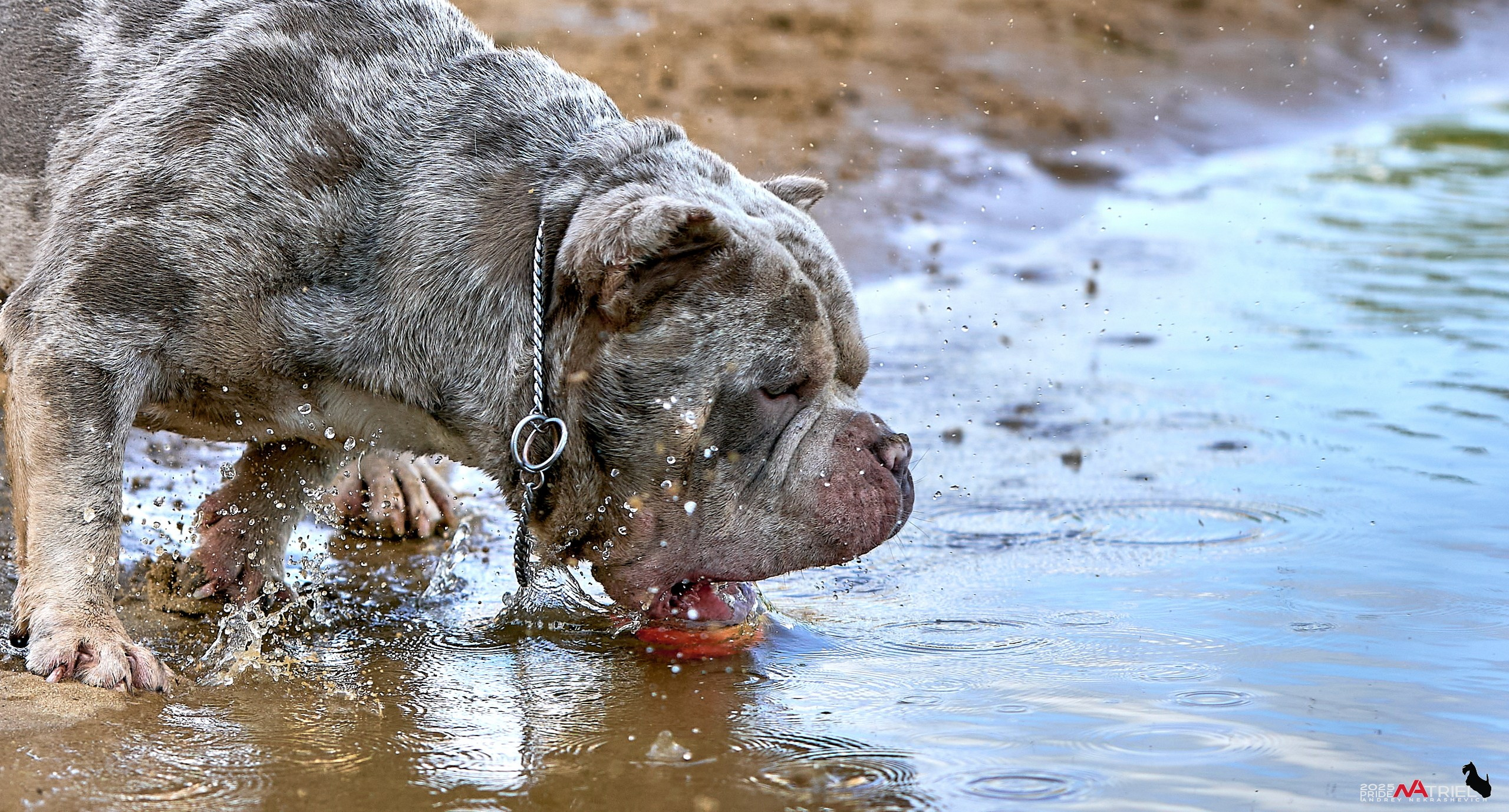 Съемка собак породы булли на природе