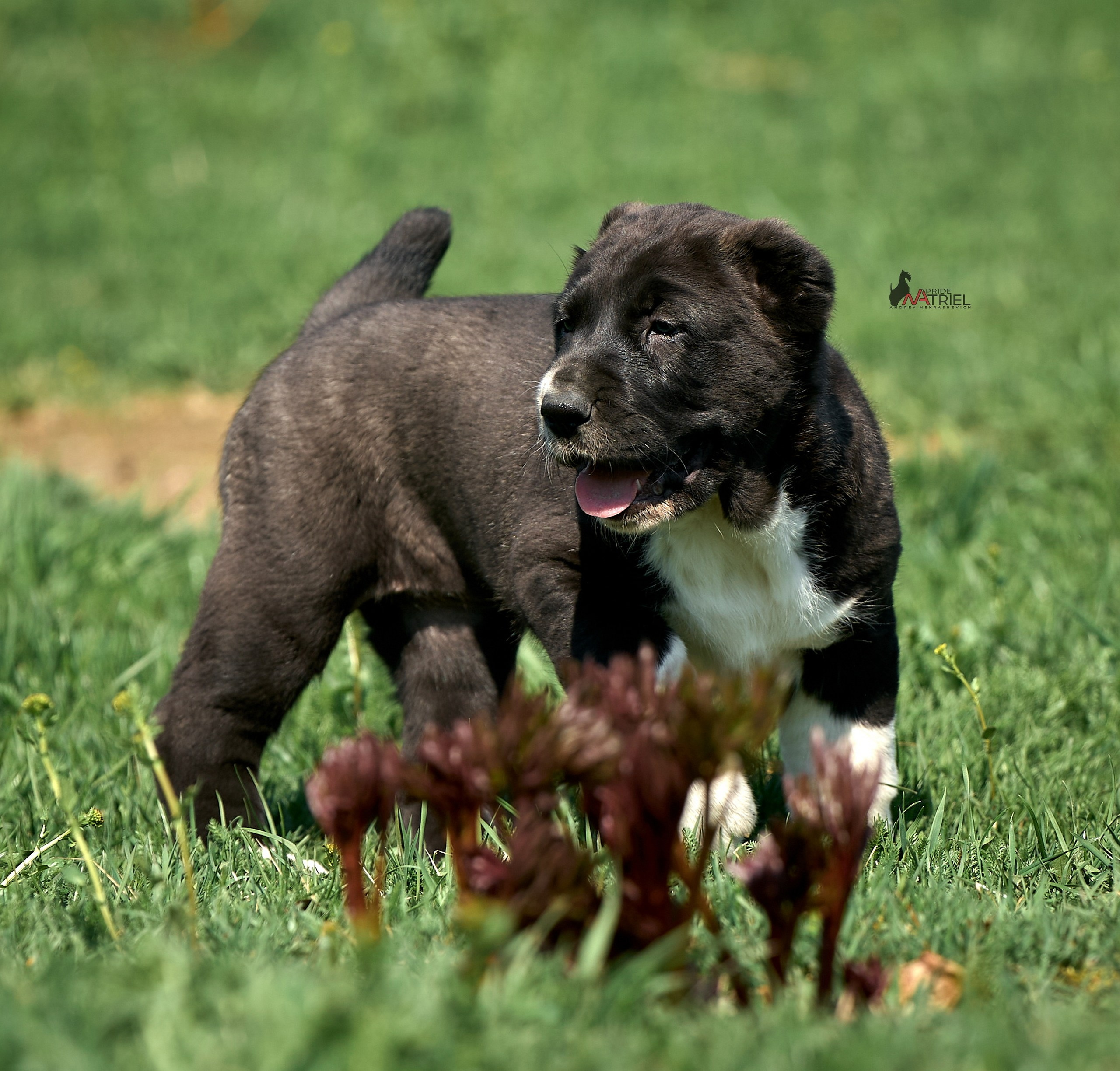 Среднеазиаты — щенки и взрослые