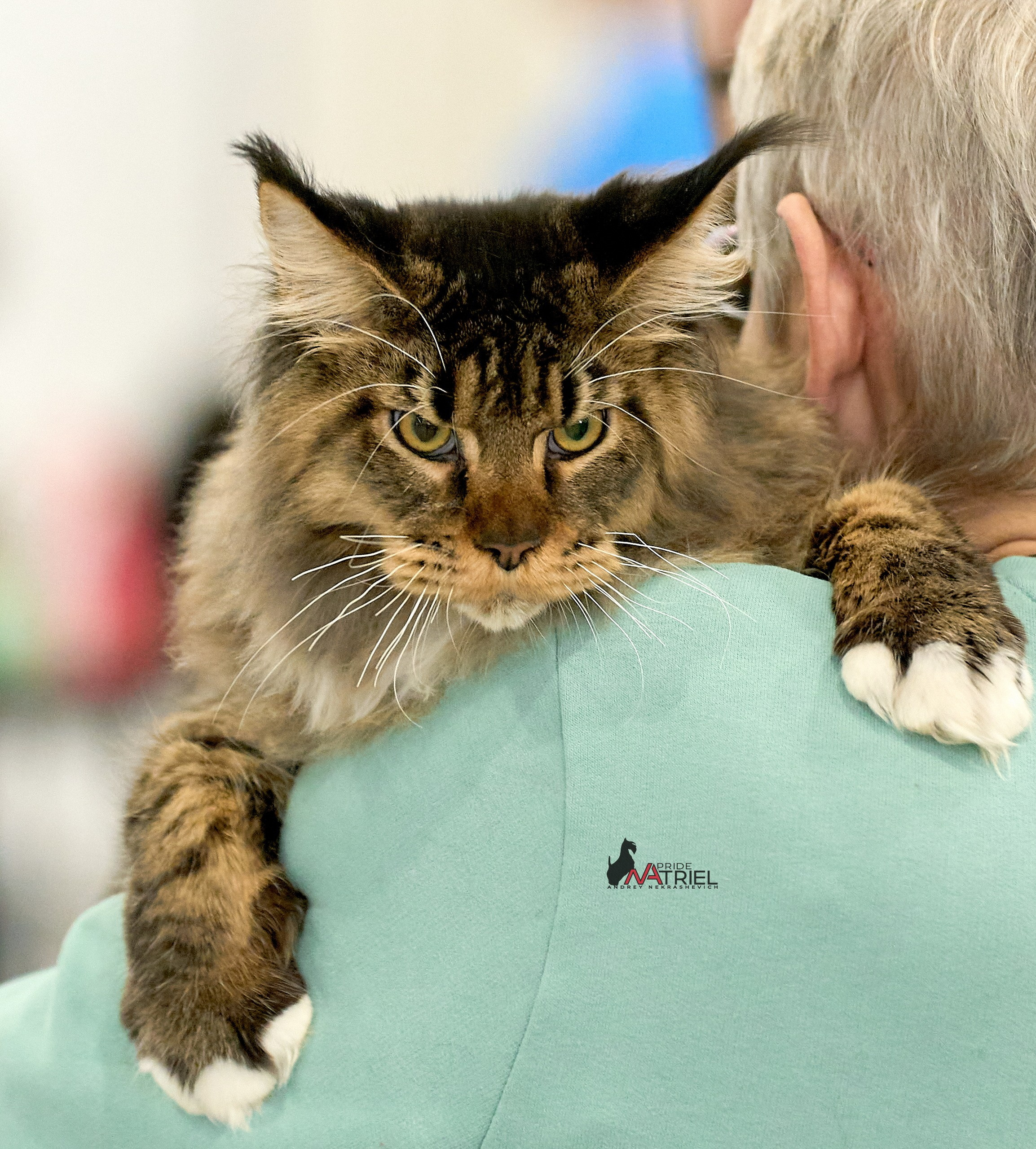 Кошки на выставках — галерея NATRIEL