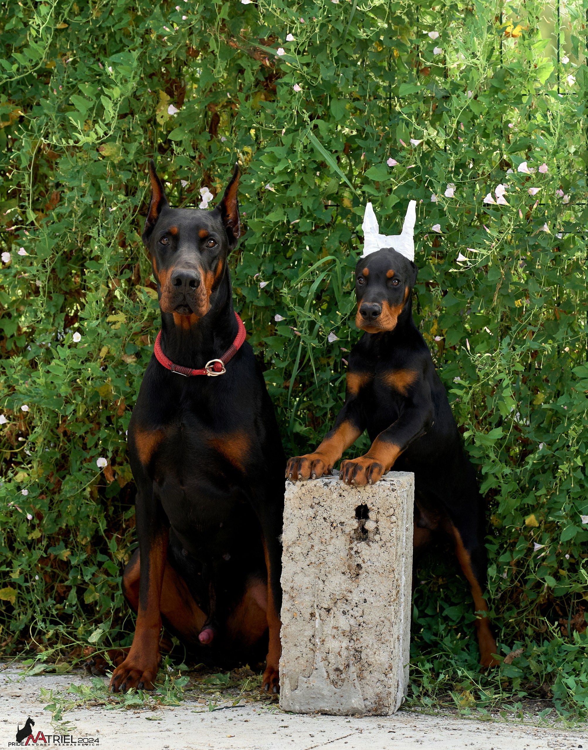 Съемка щенков доберманы