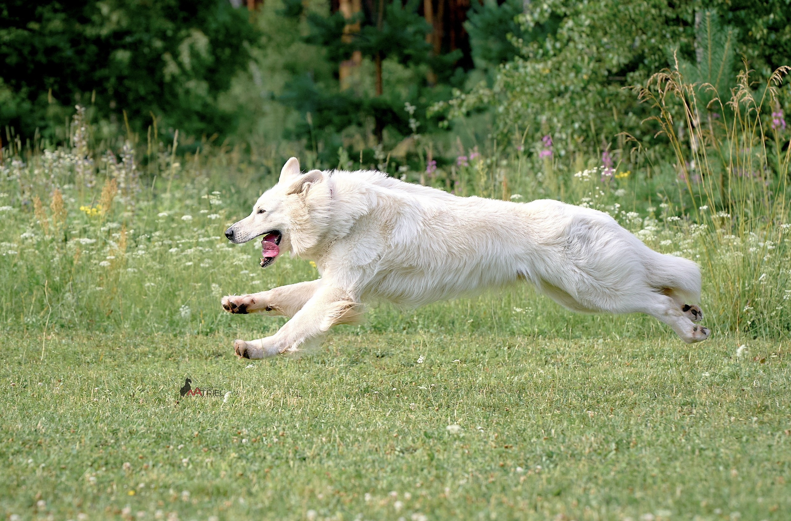 Прогулка в движении — галерея NATRIEL