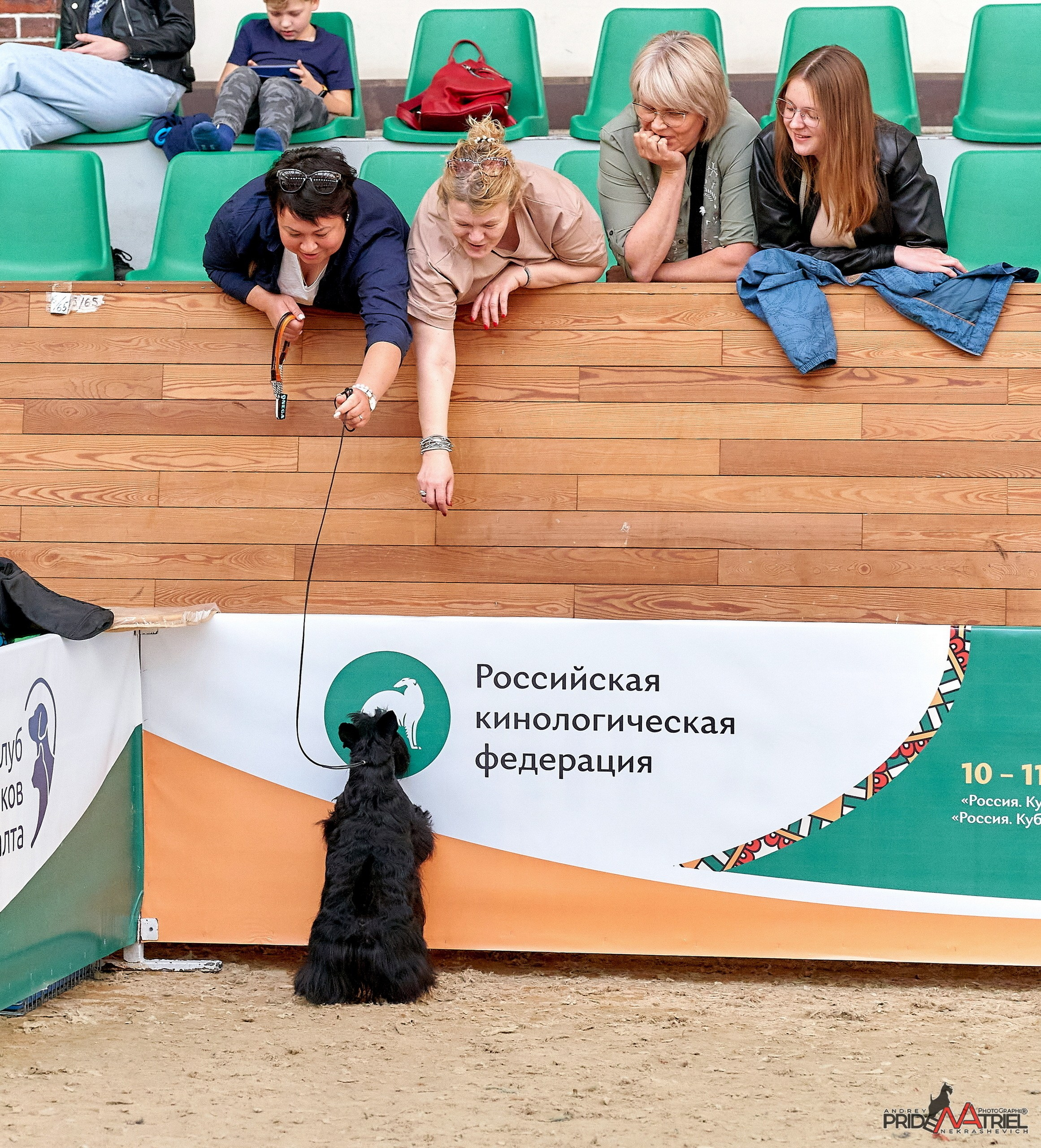 Работа в рингах — галерея NATRIEL