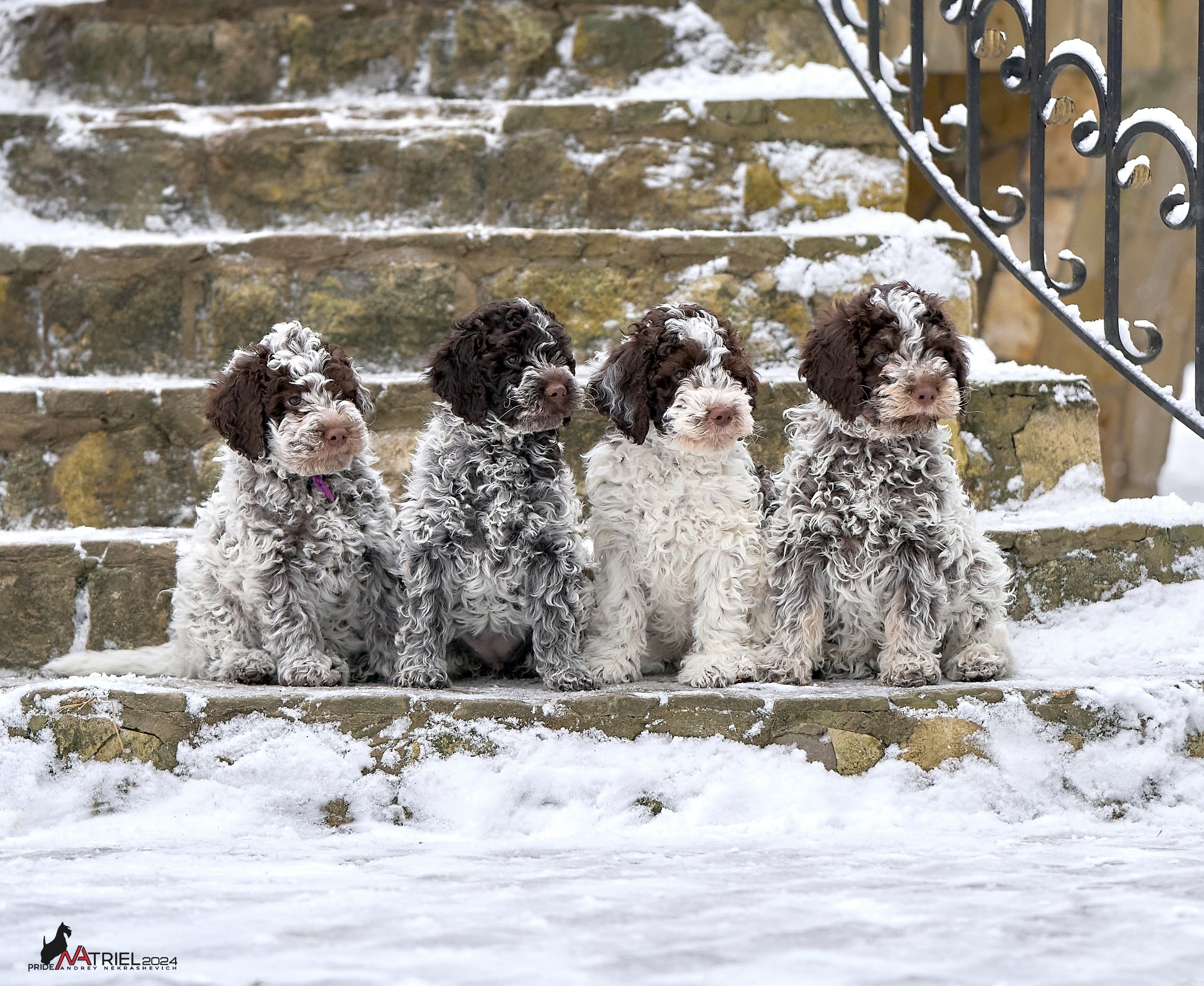 Съемка щенков лаготто дома с мобильным светом