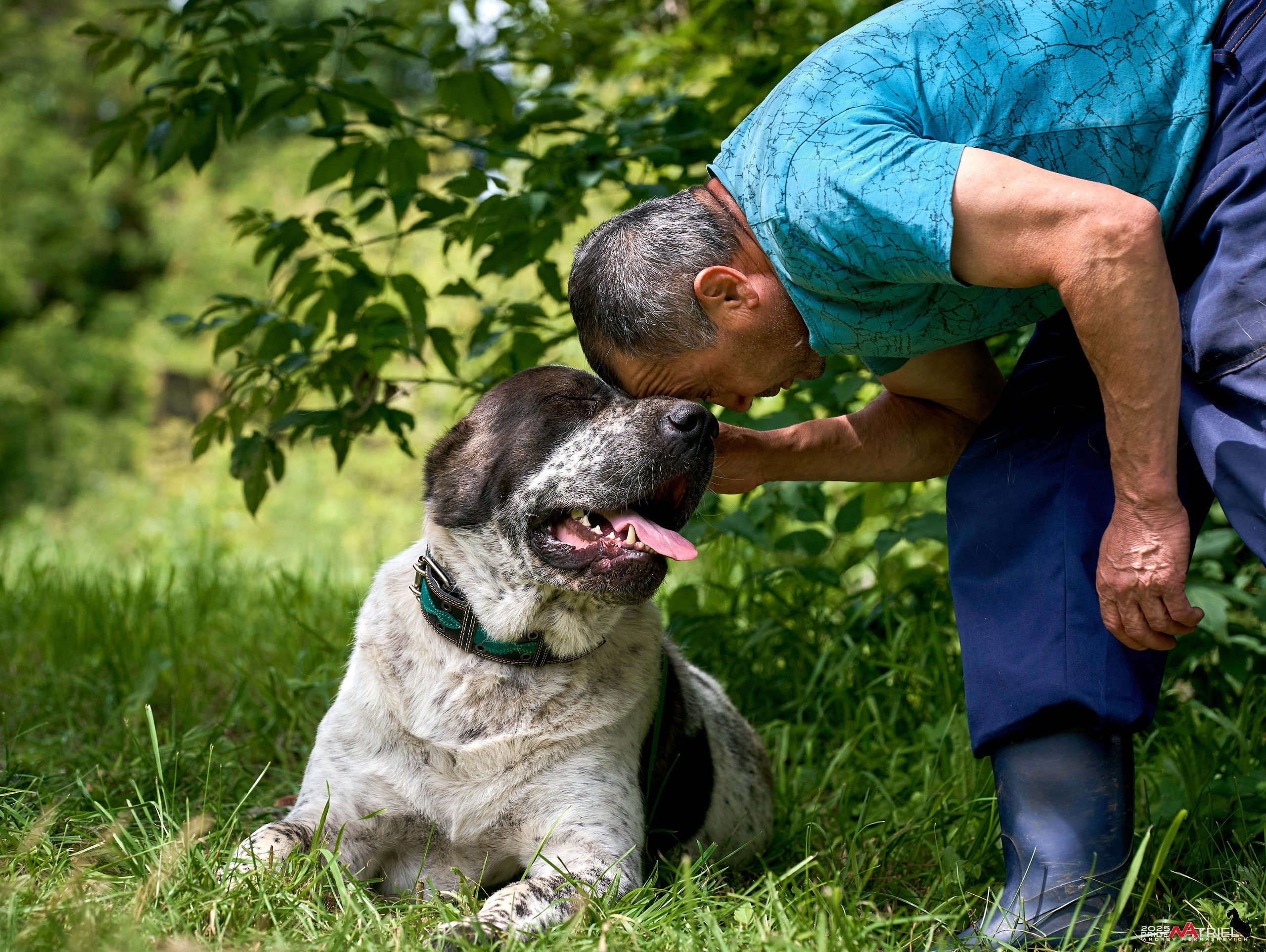 Алабаи и скотч-терьеры в питомнике у Ольги