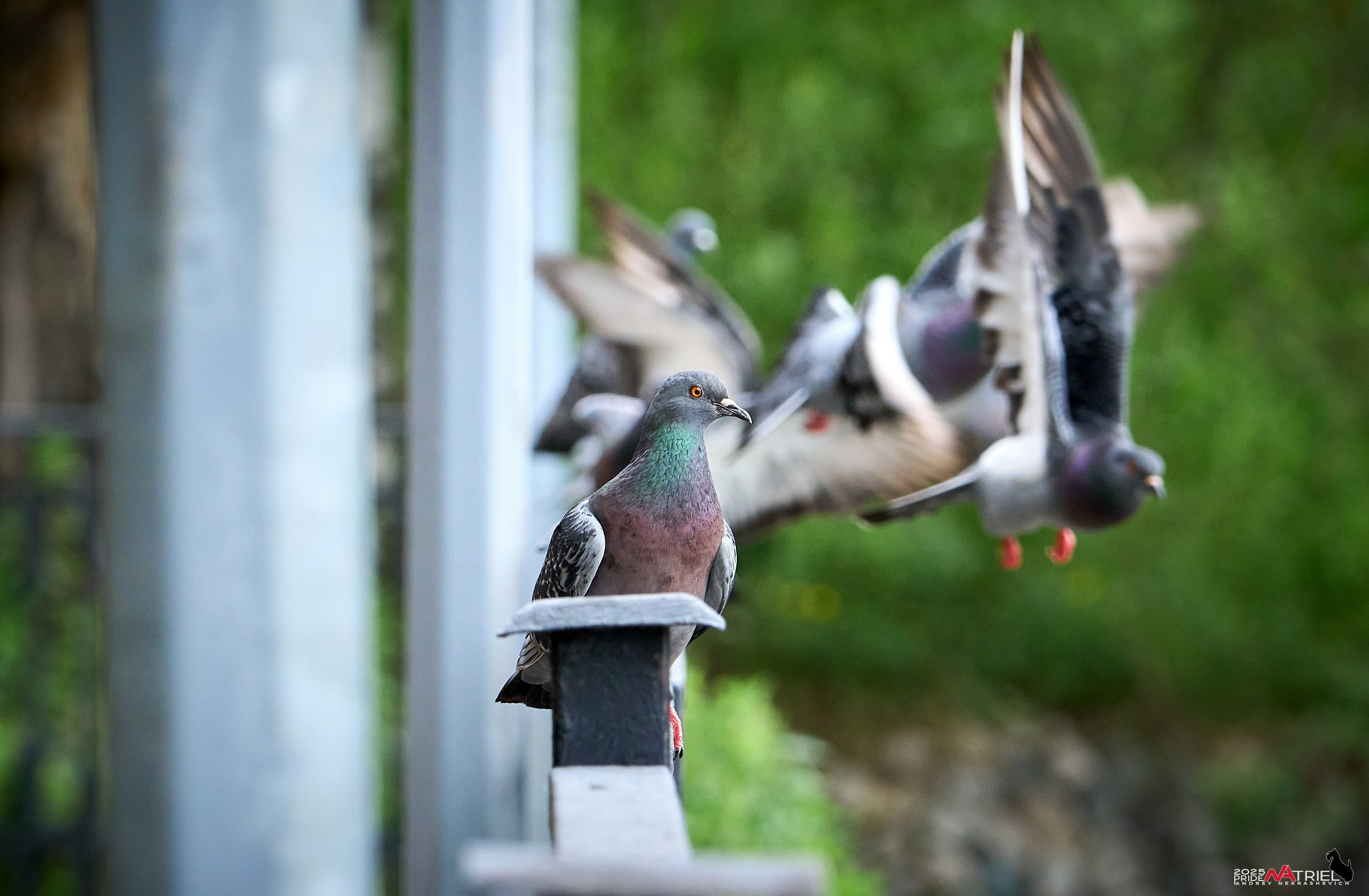 Съемка в парке на воде
