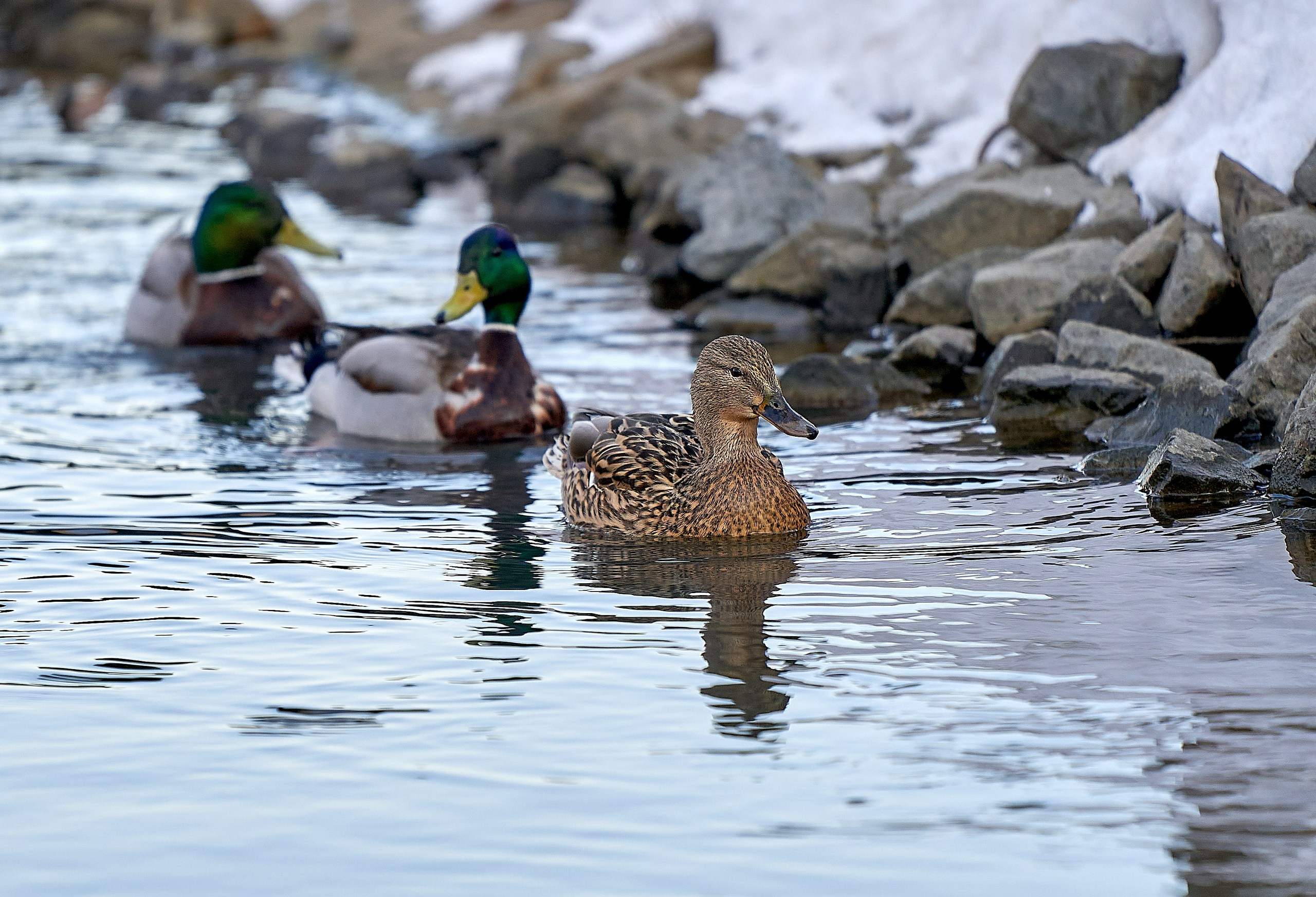 Фото птиц — галерея NATRIEL