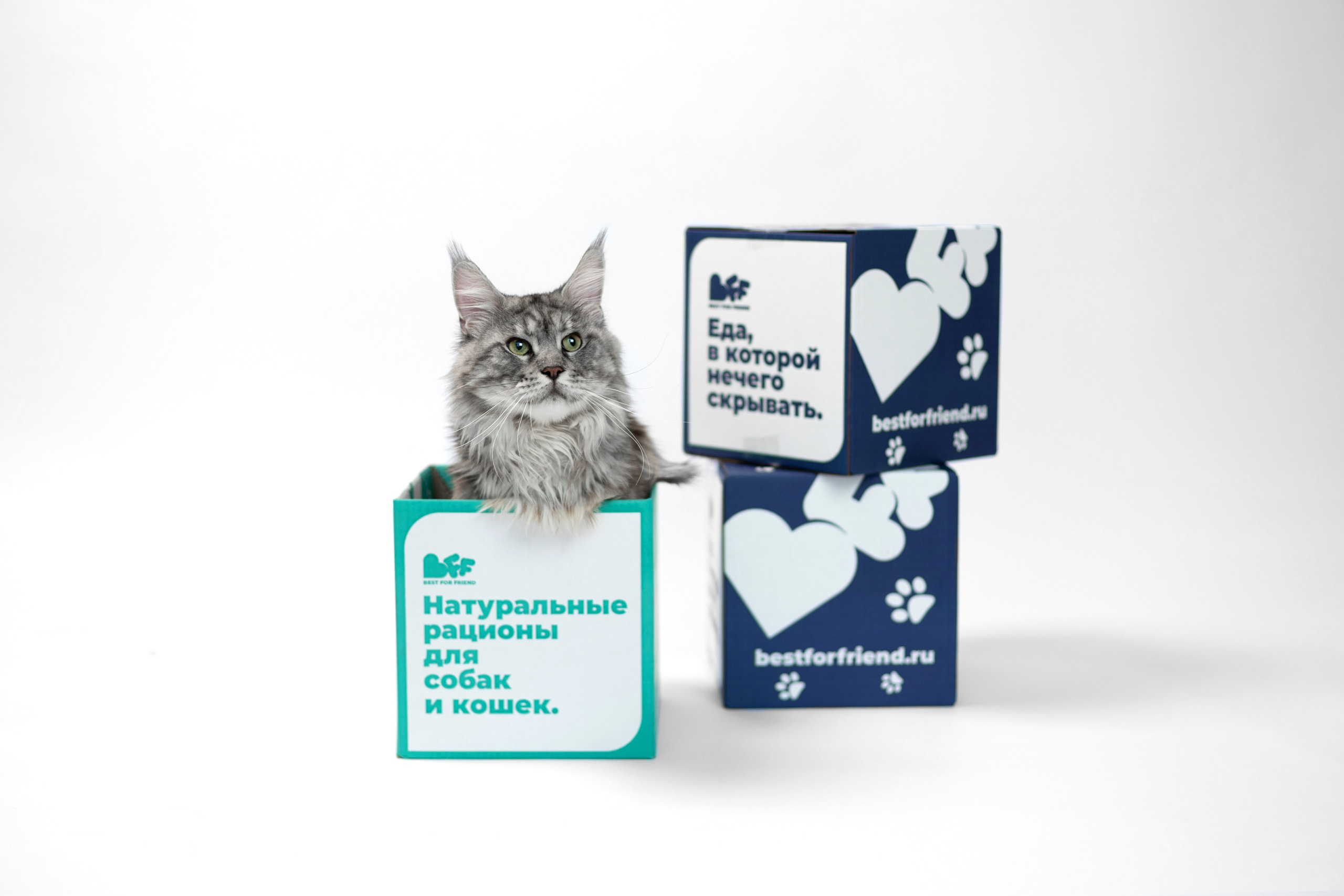 Best for friend (BFF). Фотограф анималист Кристина Карпова, Москва