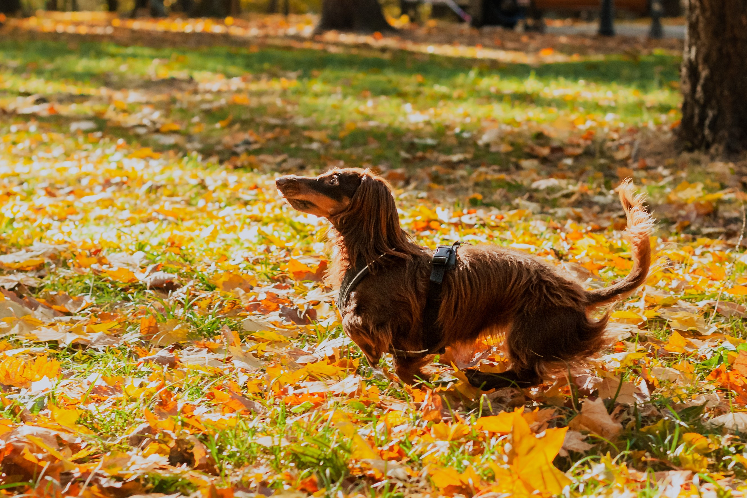 Света, Хайди, Богдана. Фотограф-анималист Татьяна Степанова