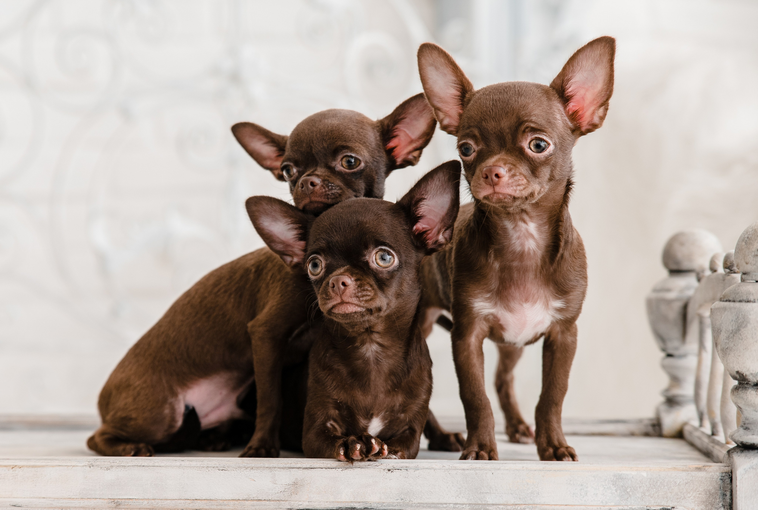 Чихуа Ахуа студия. Главная