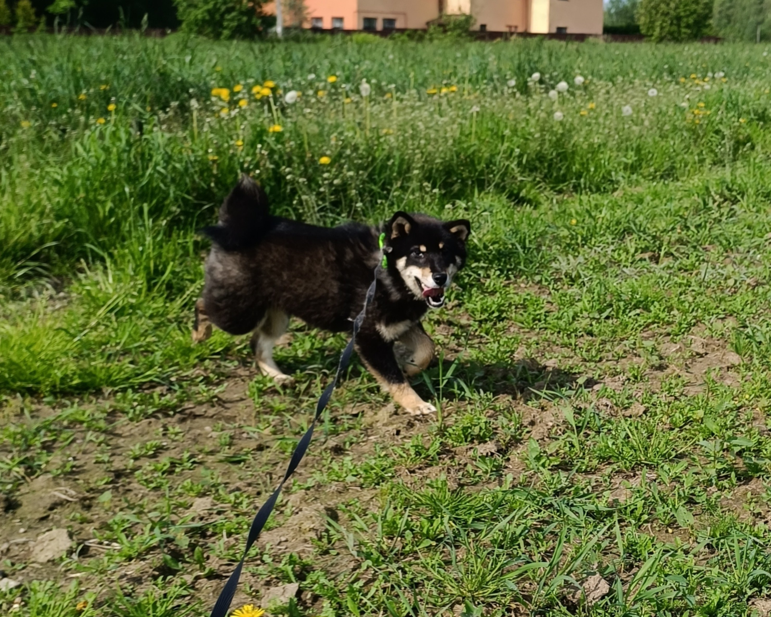 Тáту * Exceligmos Tatsu. Американская акита I Сиба ину I Питомник RUBYLIGHT