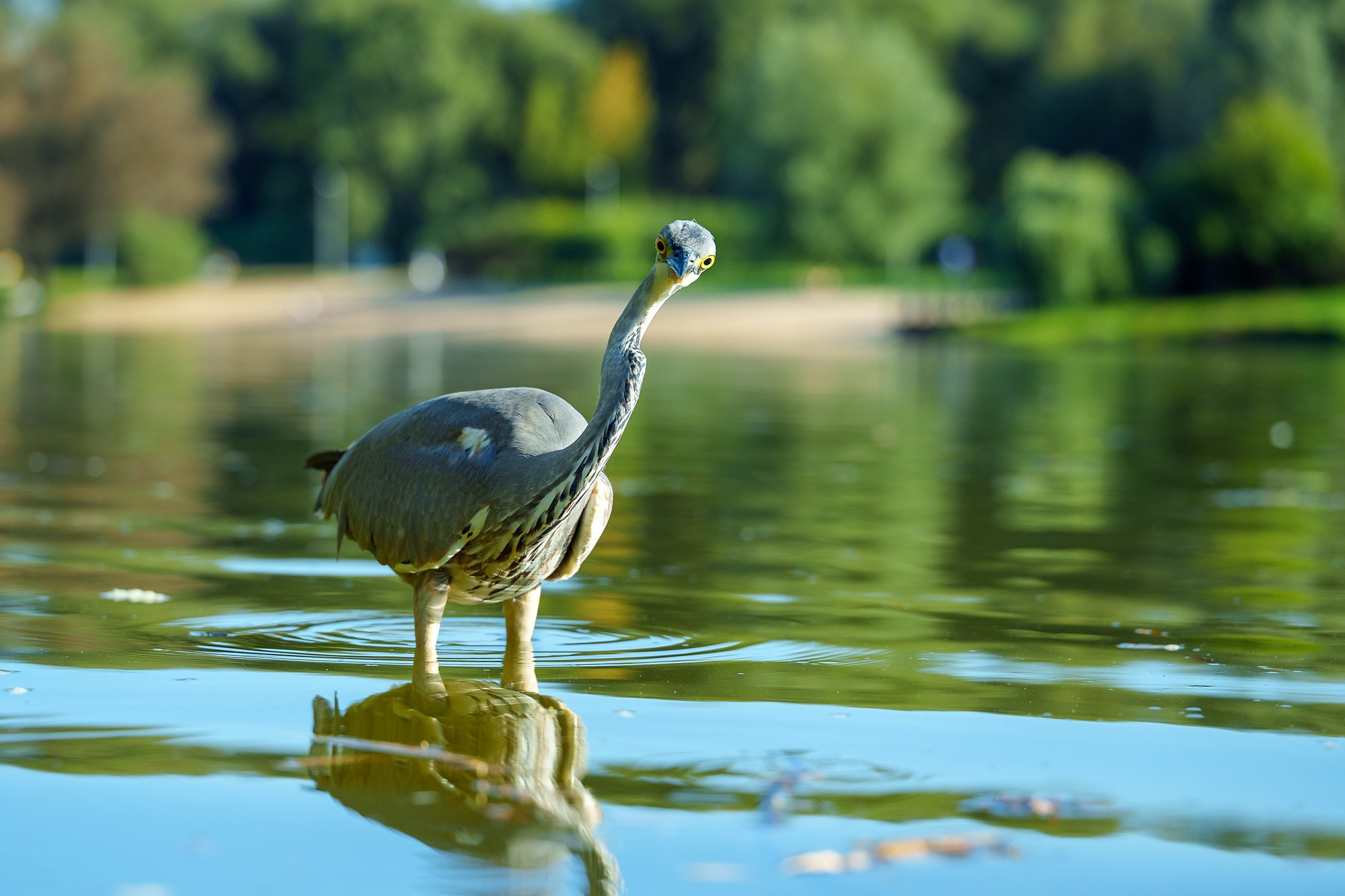 Удивительные мир птиц. Вокруг нас столько прекрасного — присмотритесь!. Ваш личный фотограф Марина Волкова
