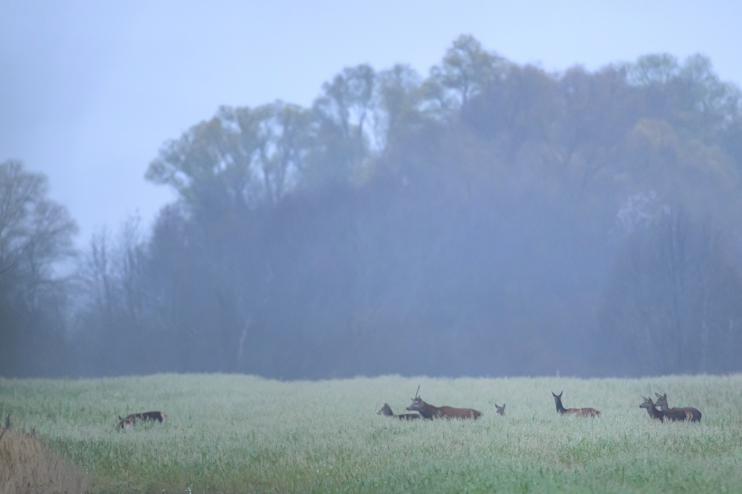 Олени. Wildlife photography by Sergey Puponin
