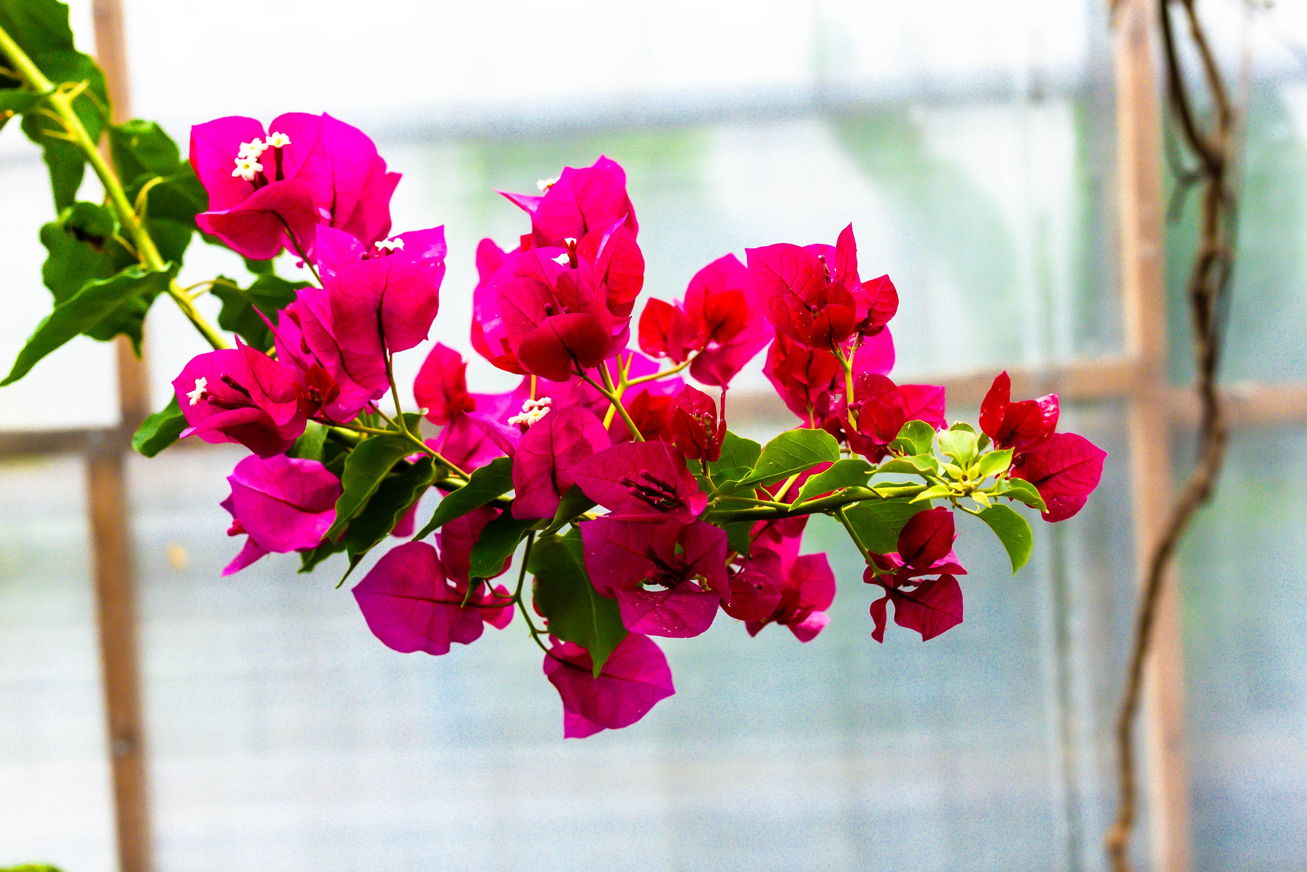 Фотографии природы Липецка. Свадебный и семейный фотограф Виолетта в Липецке