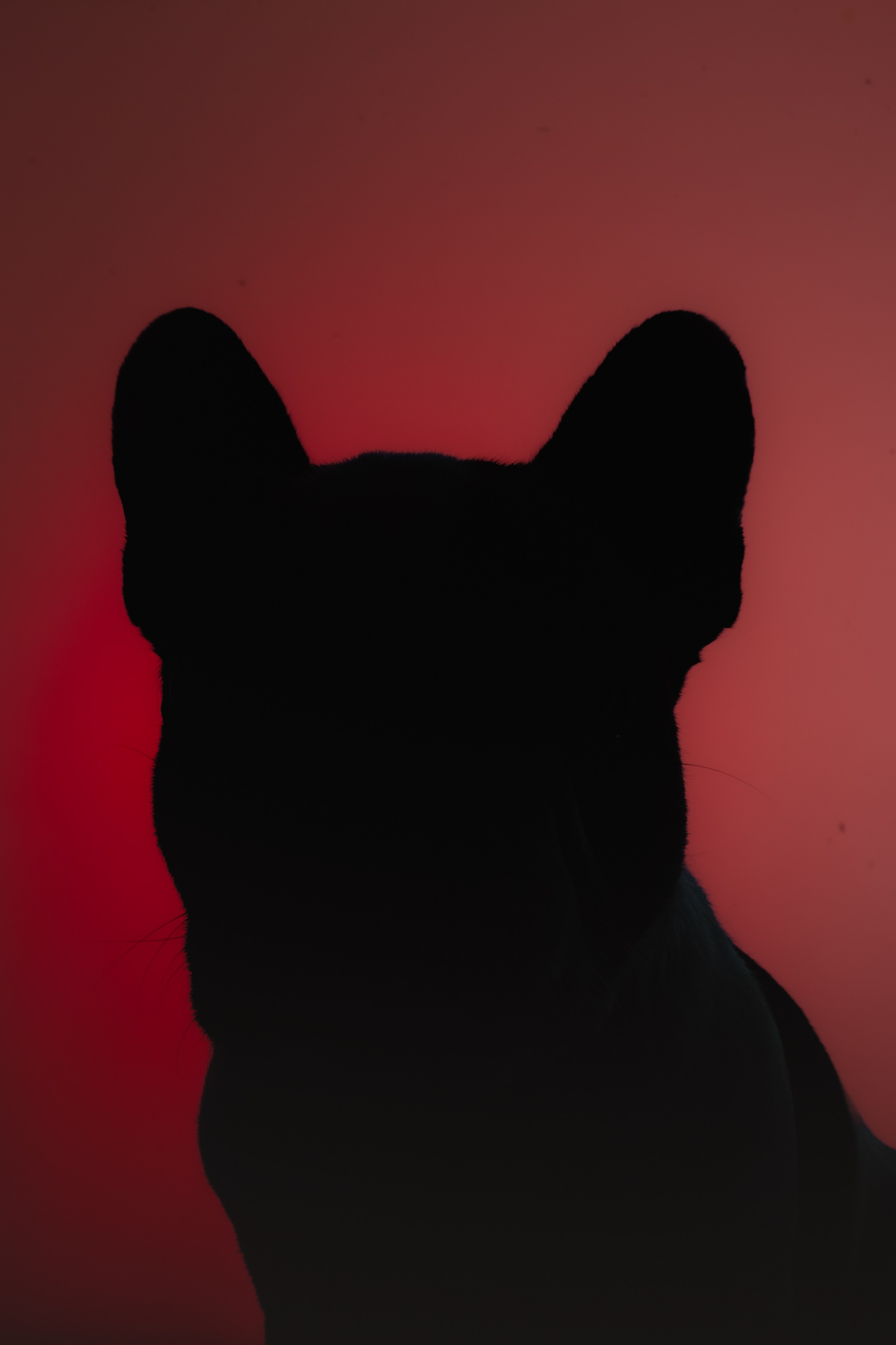 Студийная фотосессия с цветным светом. Фотограф-анималист Татьяна Степанова