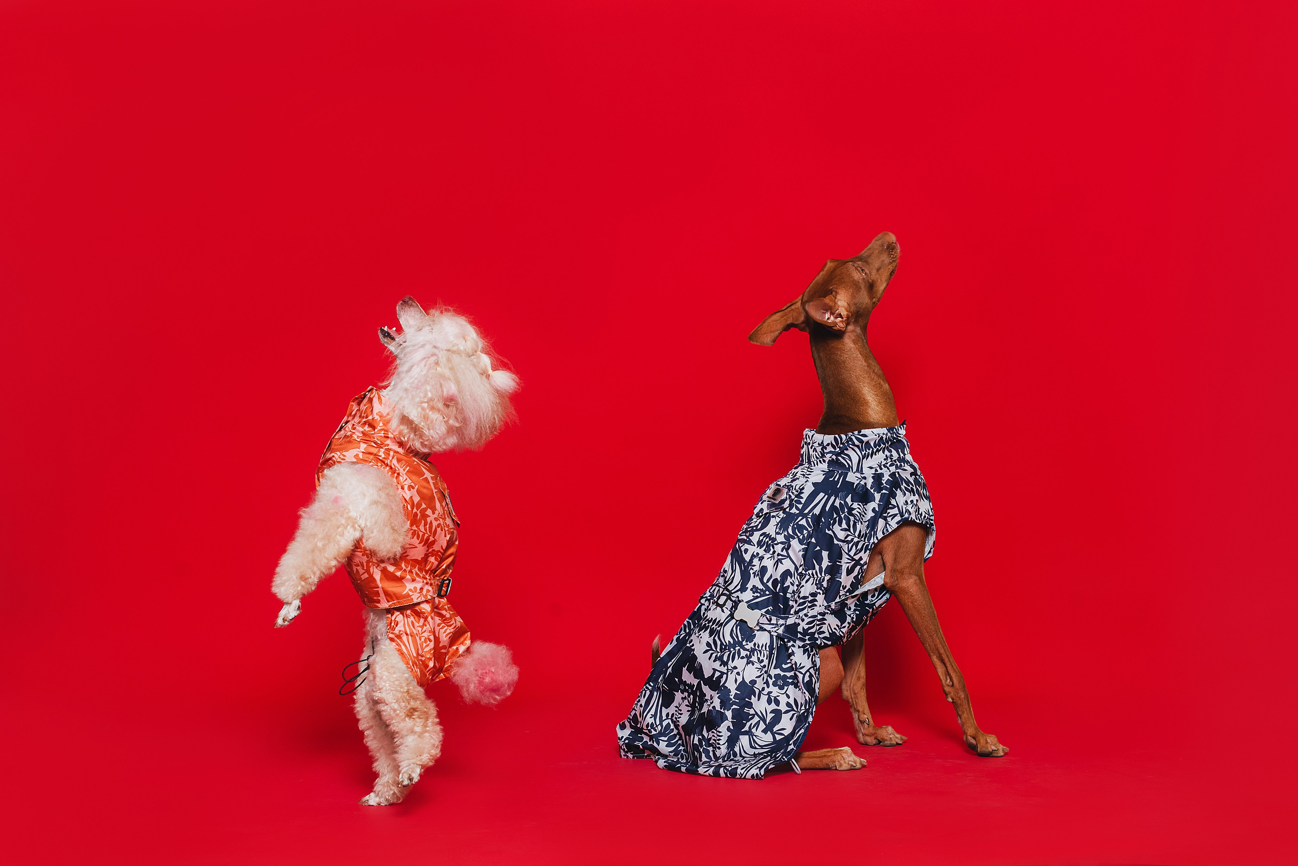 Съемка для бренда TEDDYBOY. Фотограф-анималист Татьяна Степанова