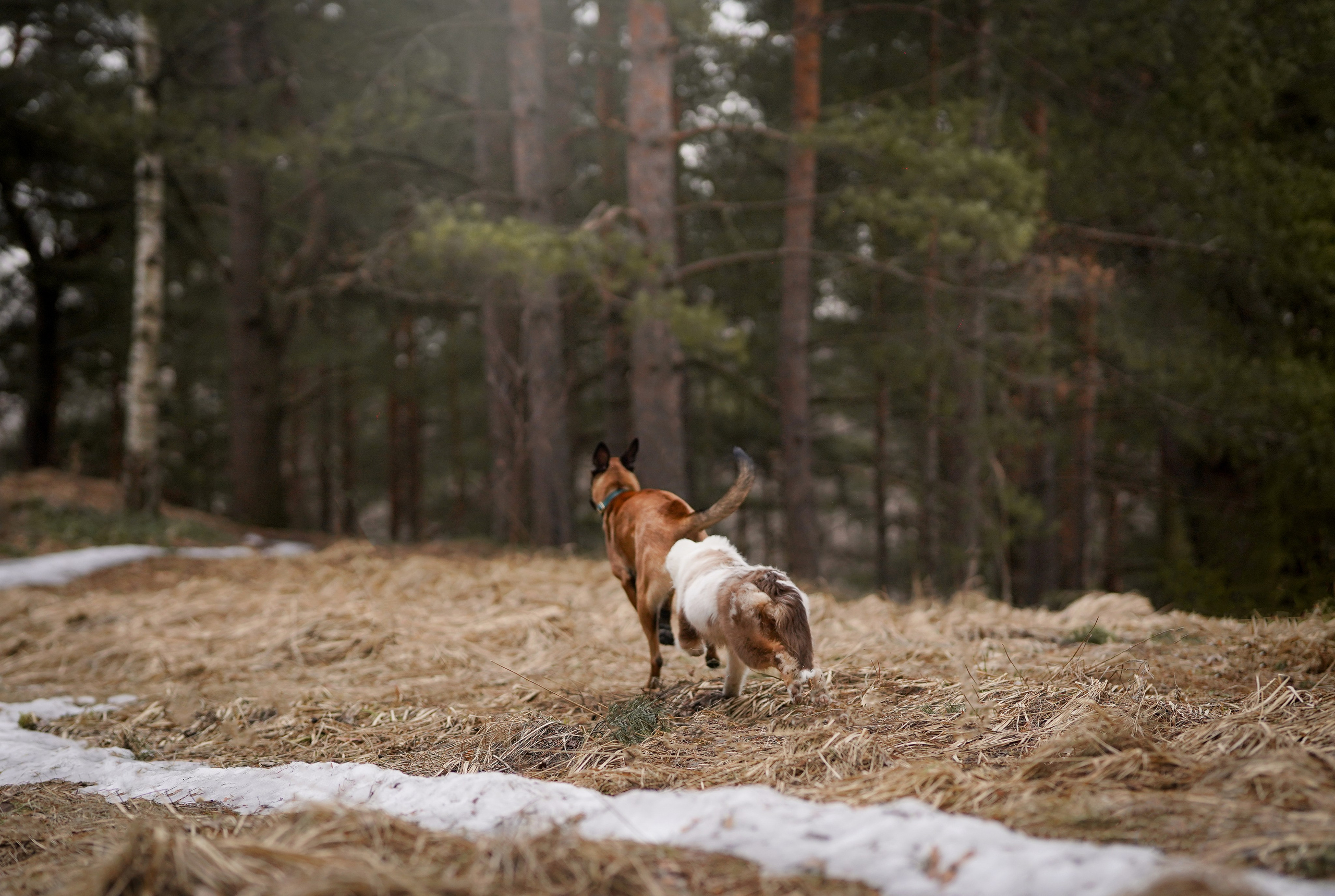 Панда и Эста. Фотограф-анималист в Санкт-Петербурге Яна Мартынова