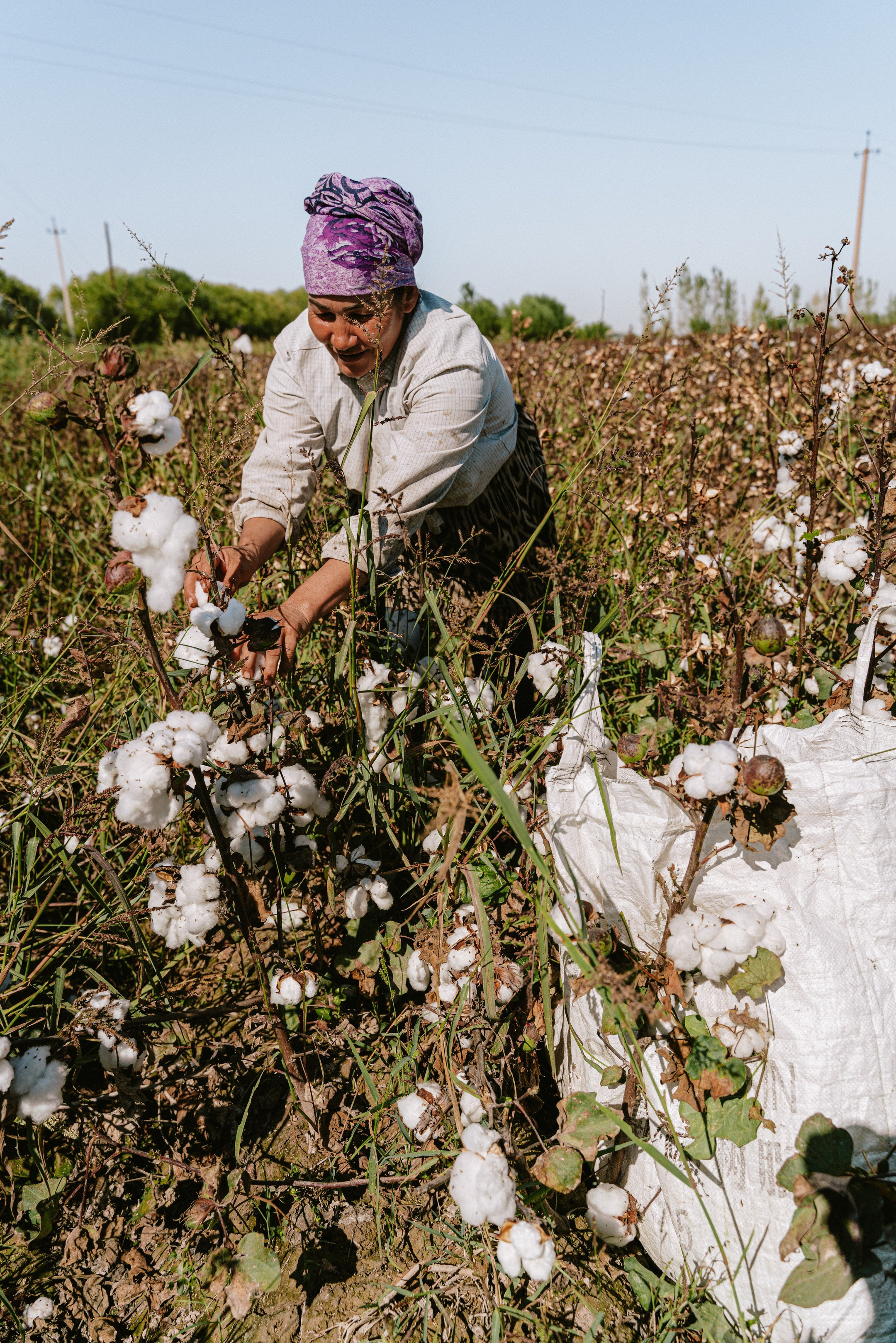 Сборка хлопка в окрестностях Хивы