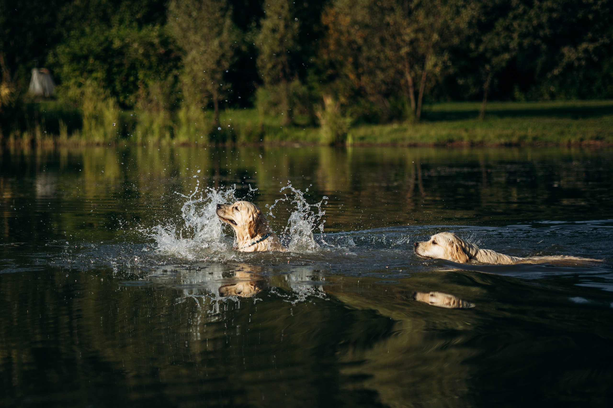 Ирина и ее золотинки. Фотограф — Анималист | Санкт-Петербург