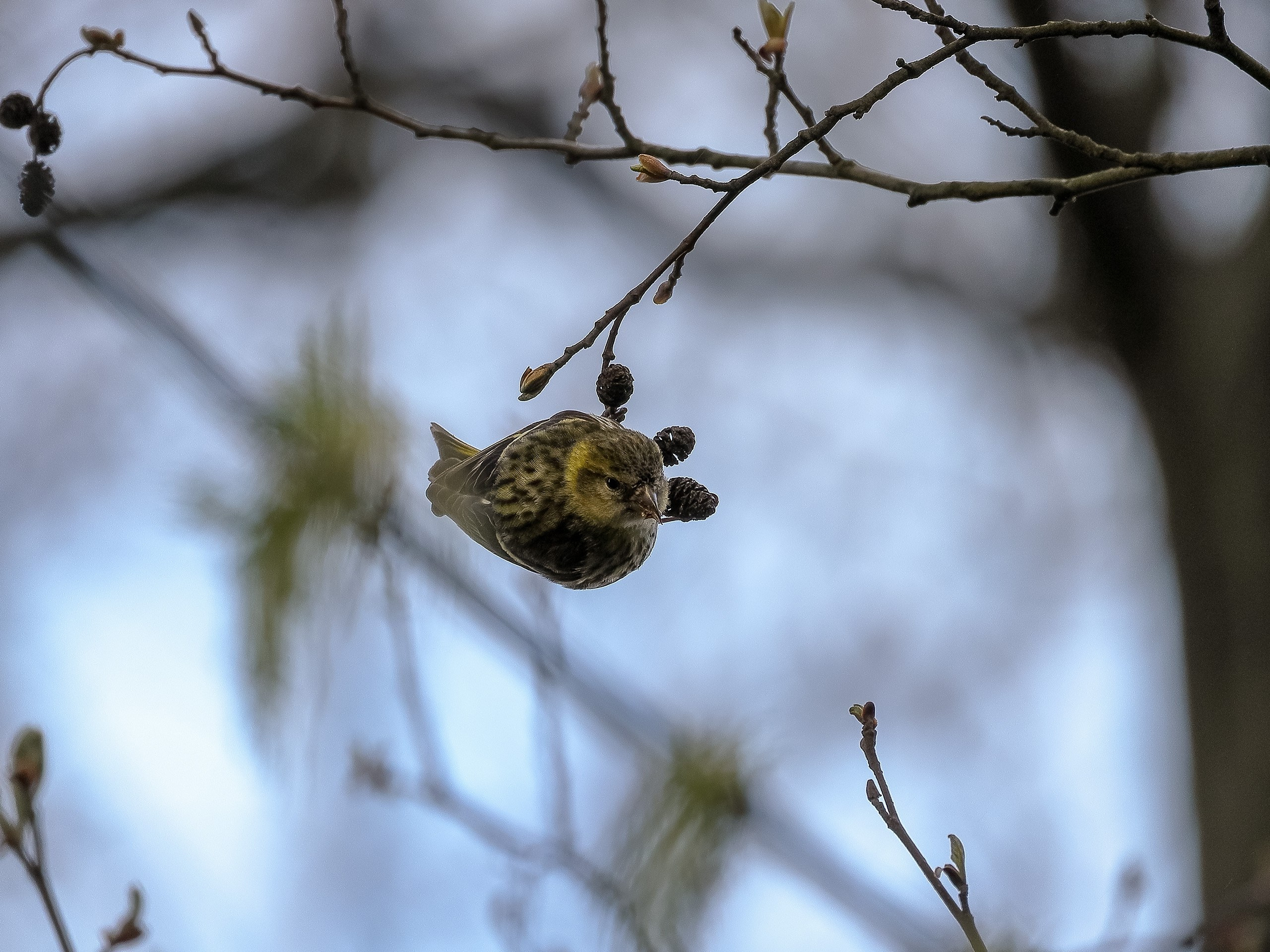 Зарянка или малиновка певчая птичка