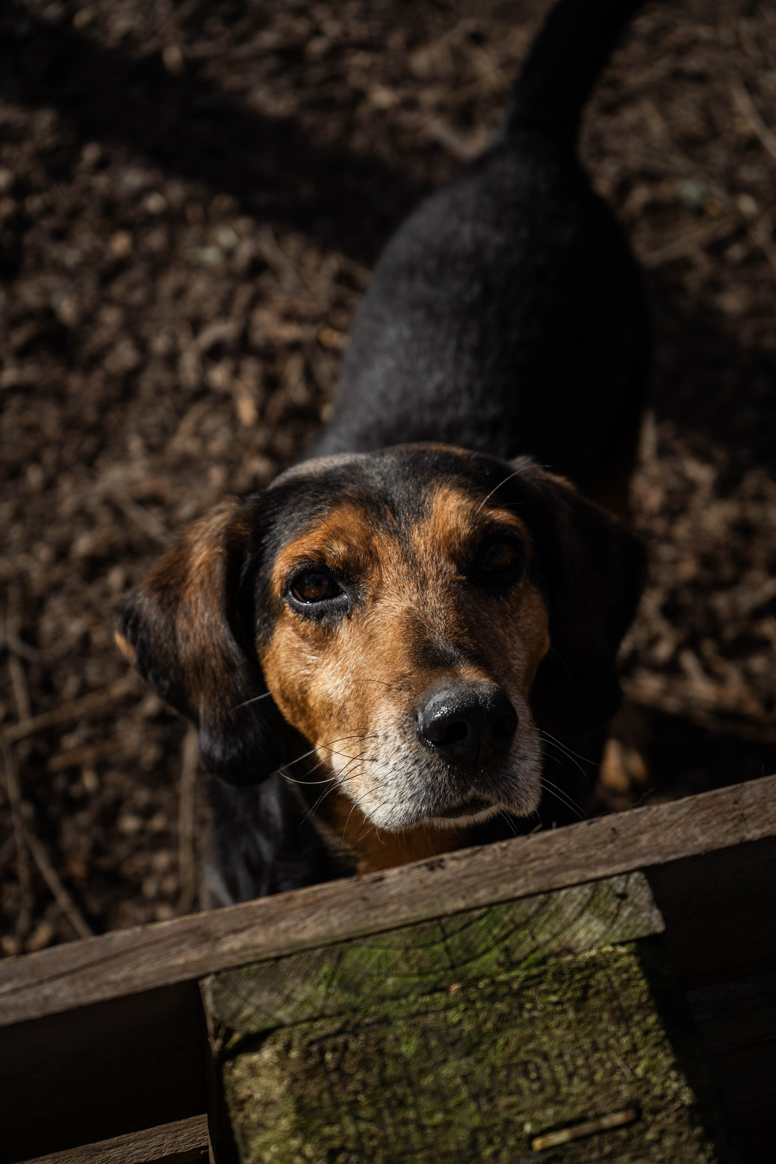 Pets. Makaroshkassirom — photographer in Minsk