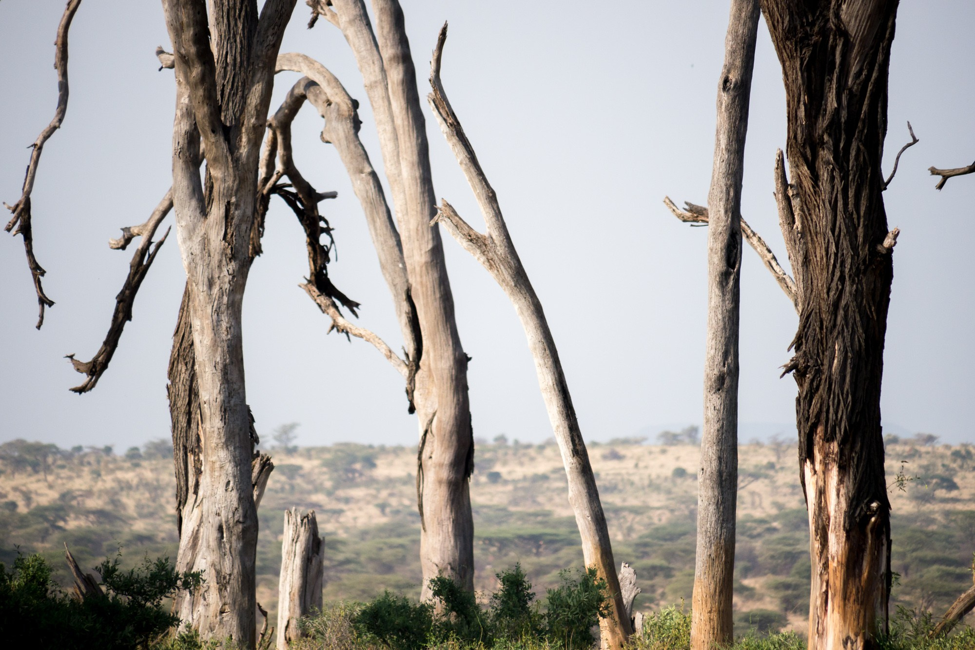 Африка. Кения. Фотосъёмка животных в африканской саванне. Фотограф Алексей Скоробогатько