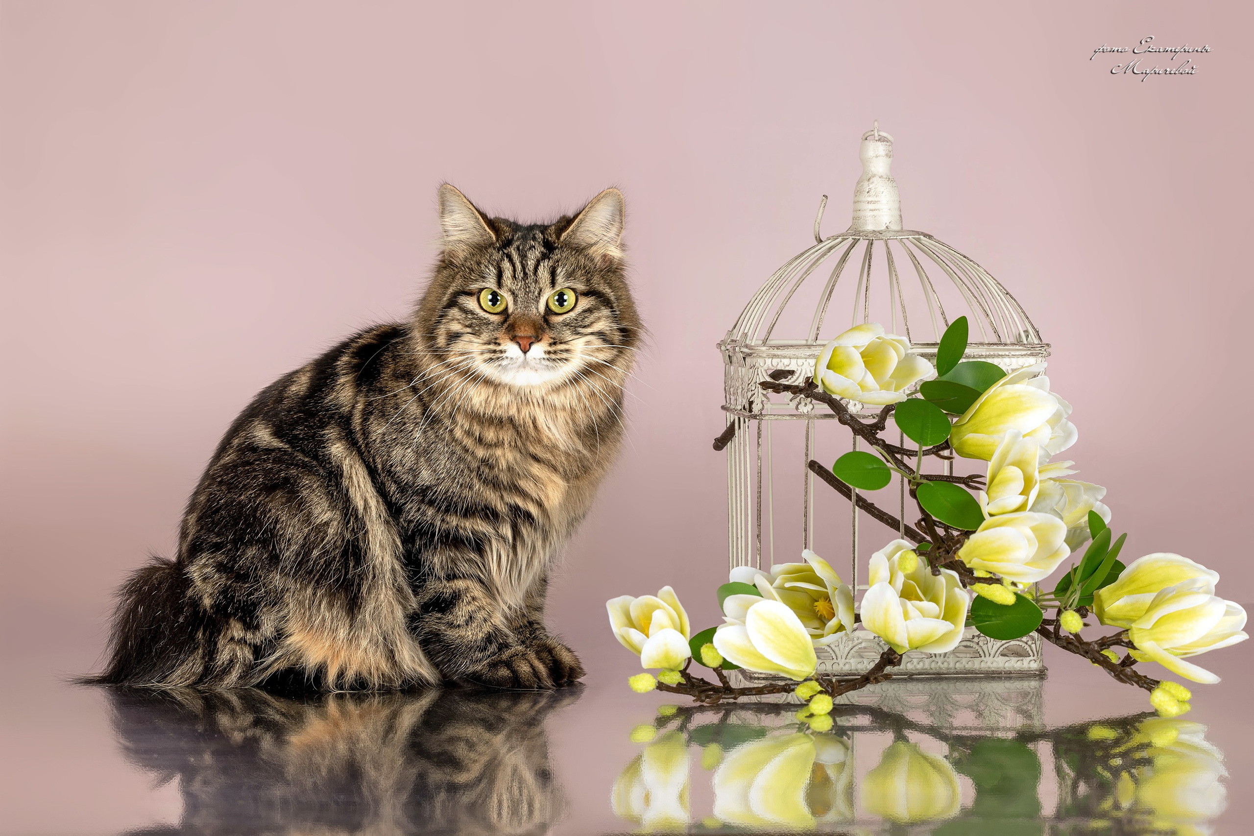 Пастельные фоны. Фотограф-анималист в Омске Екатерина Маричева