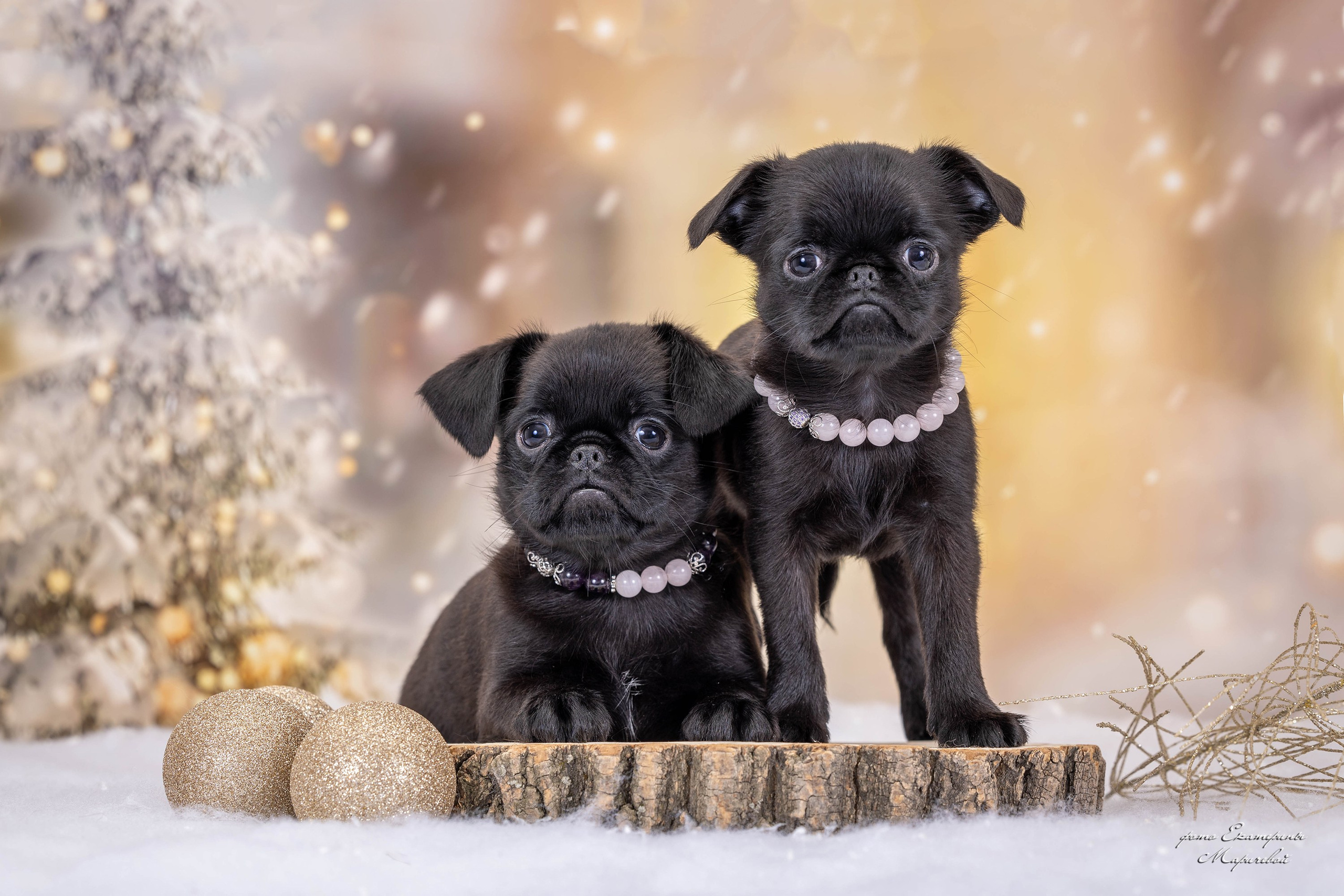 Галерея щенков. Фотограф-анималист в Омске Екатерина Маричева