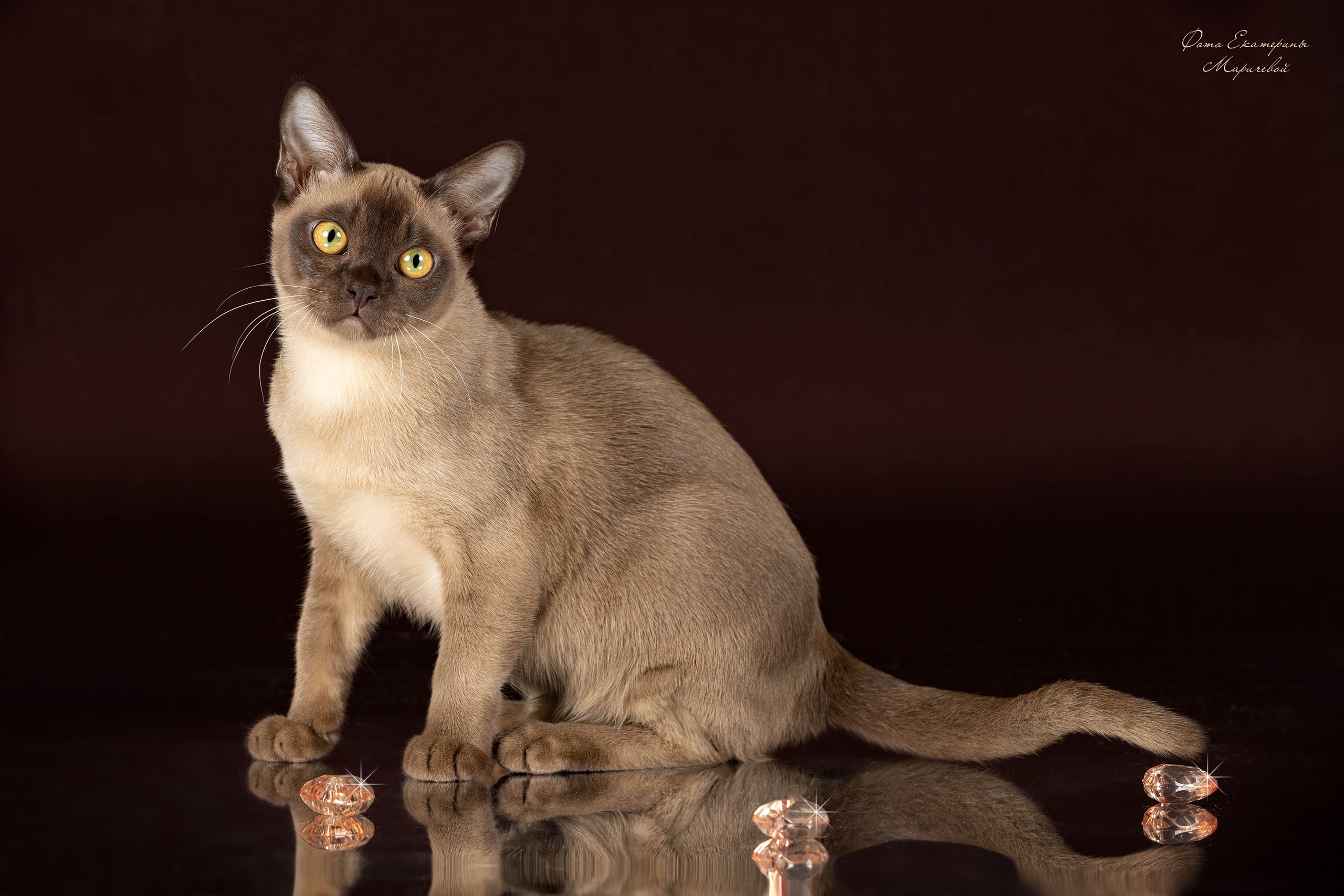 Коричневые фоны. Фотограф-анималист в Омске Екатерина Маричева