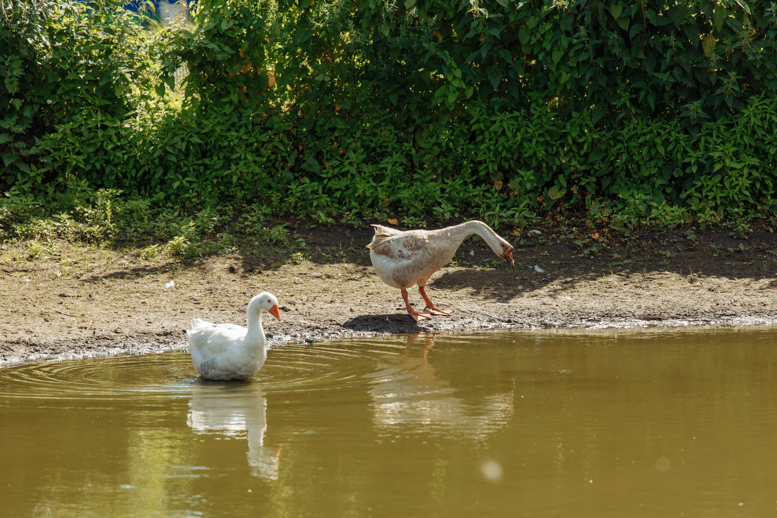SUMMER. Motorkon. Свадебный фотограф в Ярославле Анастасия Архипова