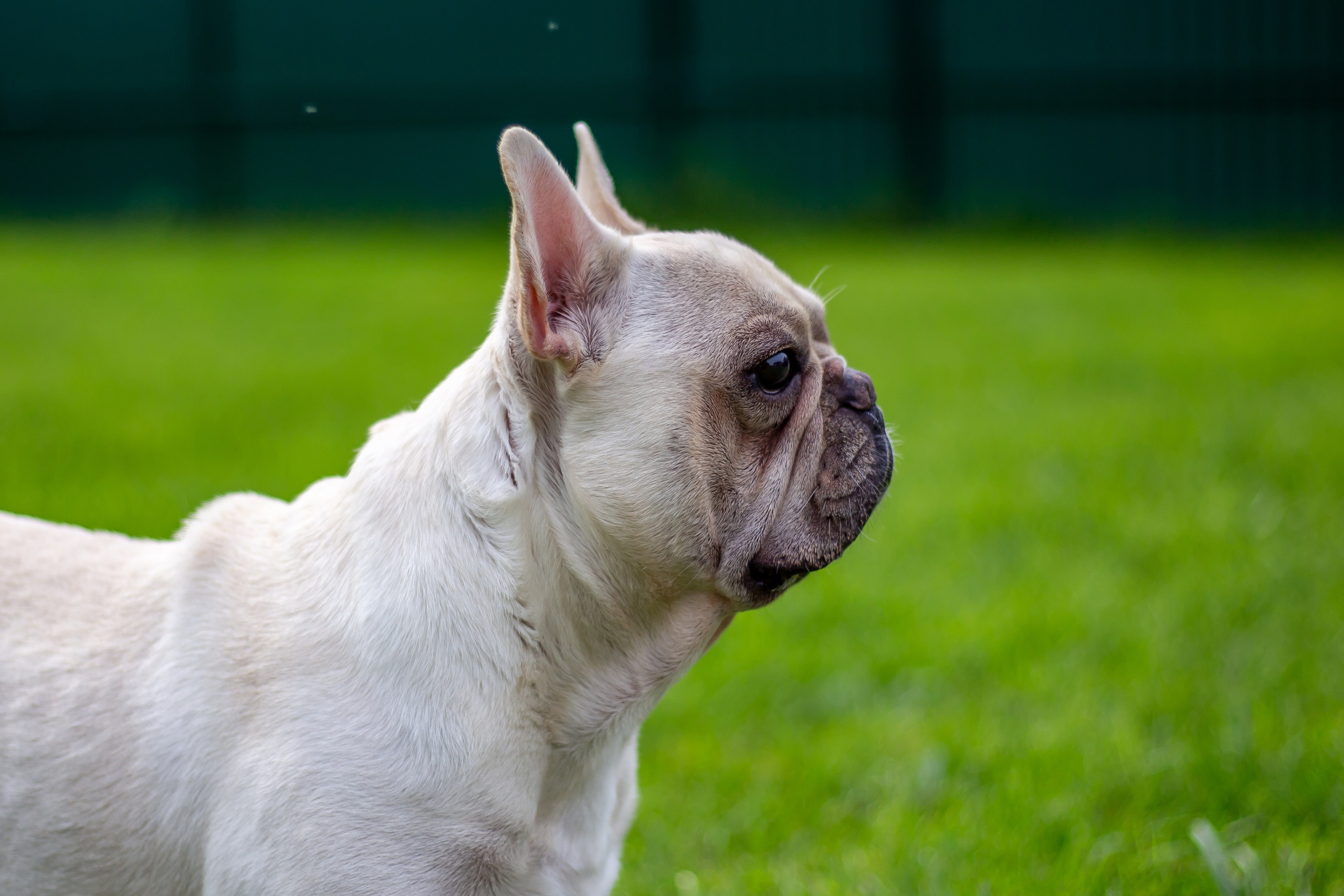 Собачья жизнь — Зоогостиница «Счастливые мечтатели». Фотограф • Орехово-Зуево • Балашиха • TEFO