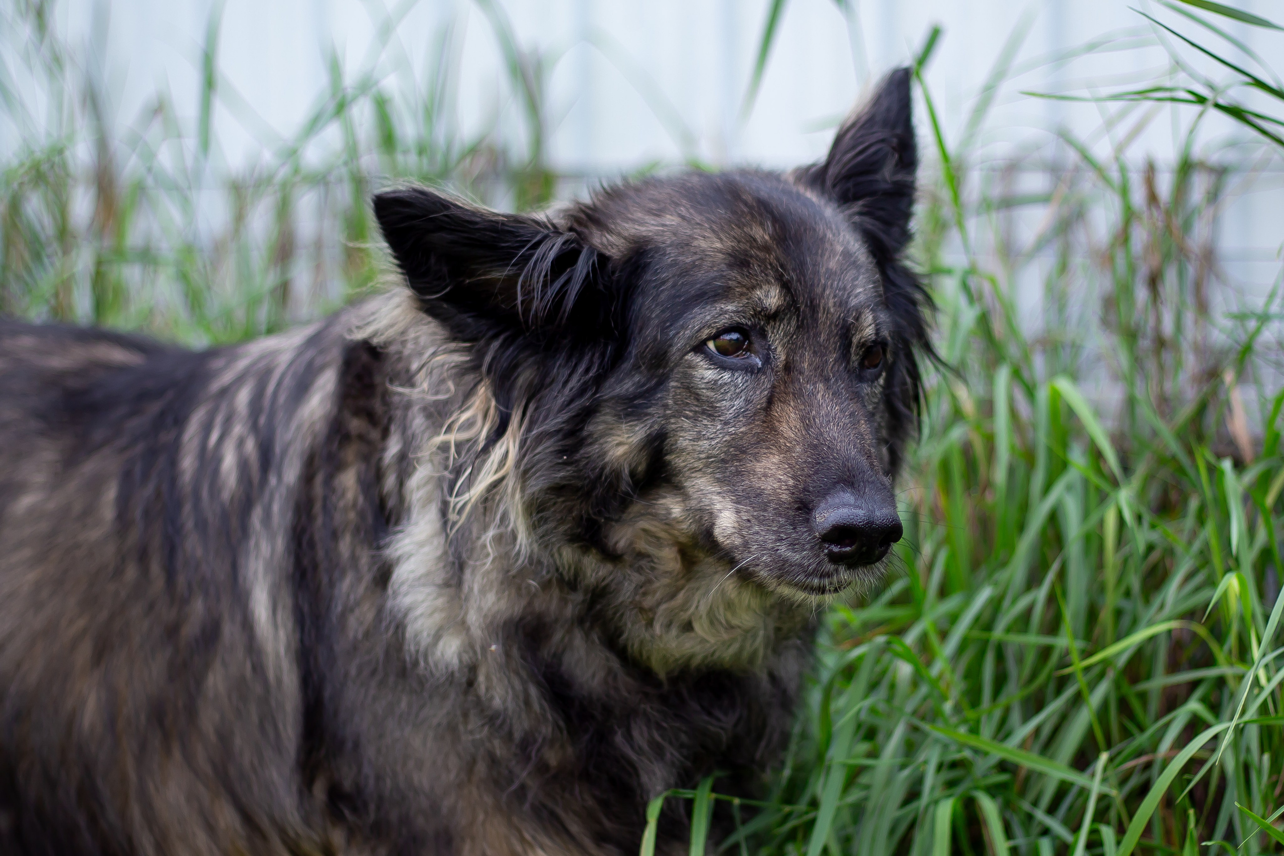 Собачья жизнь — Зоогостиница «Счастливые мечтатели». Фотограф • Орехово-Зуево • Балашиха • TEFO