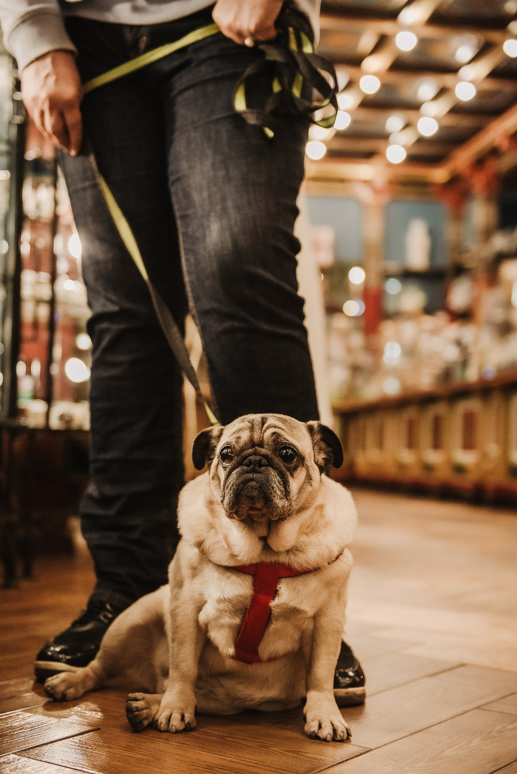 Ольга и Потапум. Прогулка к чайному дому. Семейный Фотограф в Москве Ирина Хохлова