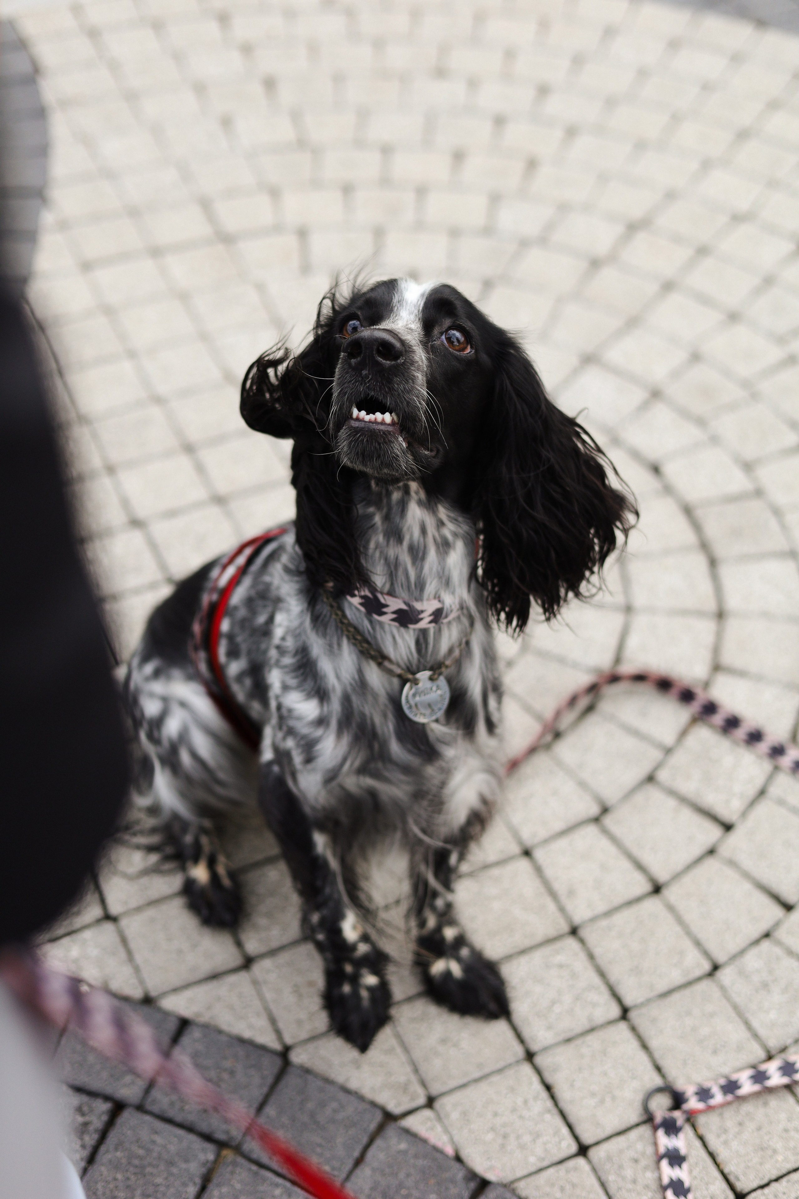 Милка, Вероника и Тимофей. Фотограф-анималист Ксения Шевцова|Москва