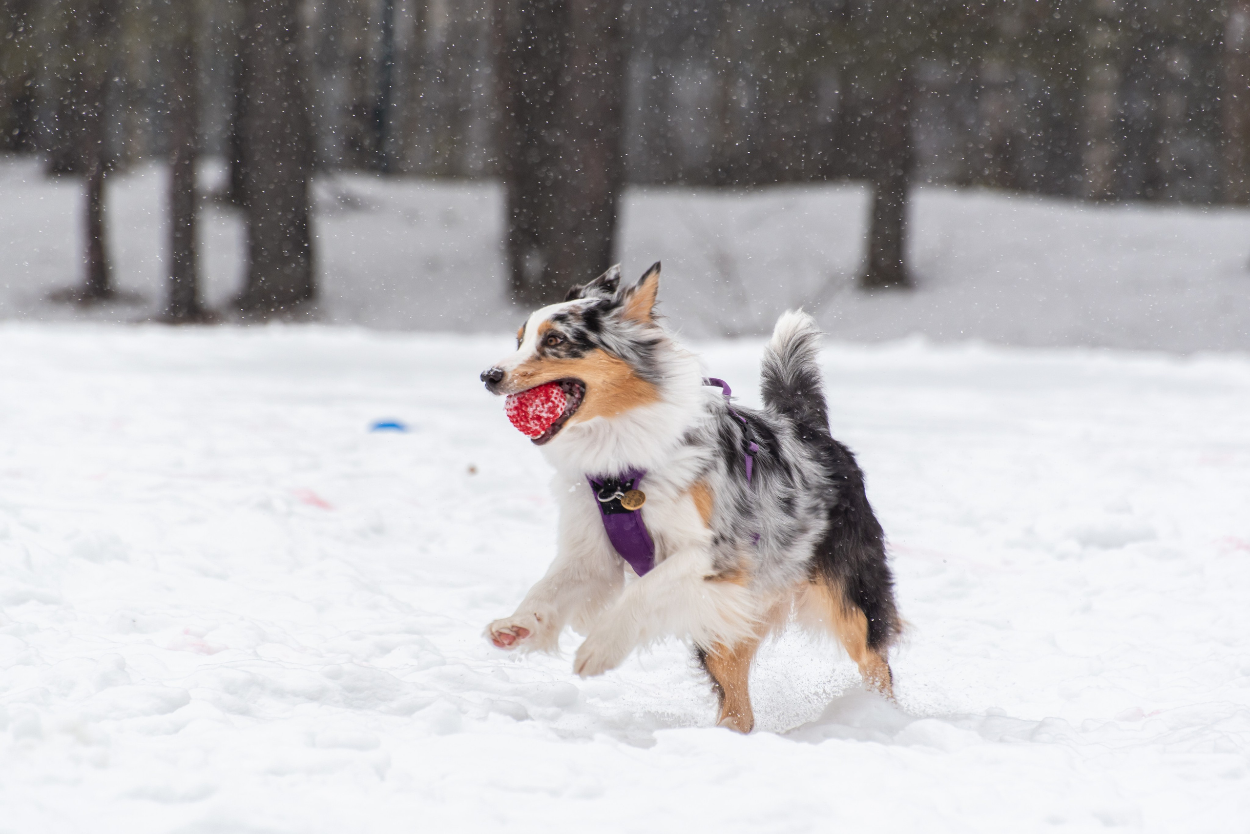 Фотосъёмка с собаками в Кинологическом лагере. Фотограф Макс Огурцов в Нижнем Новгороде