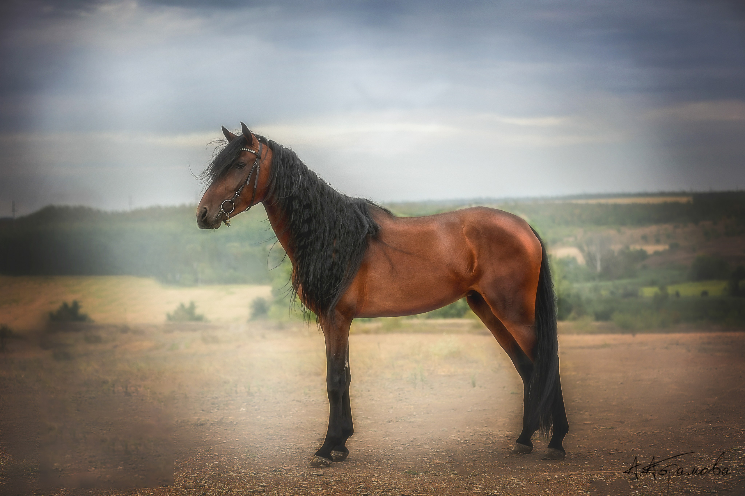 ЛОШАДИ. Фотограф-АниМалист Анна Абрамова