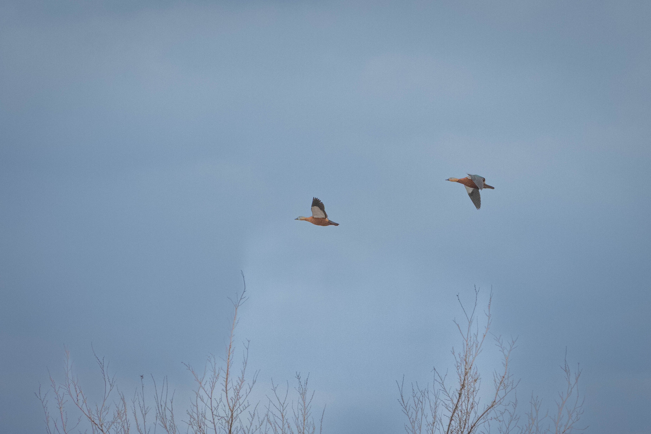 Дикий животный мир. Фотограф-АниМалист Анна Абрамова